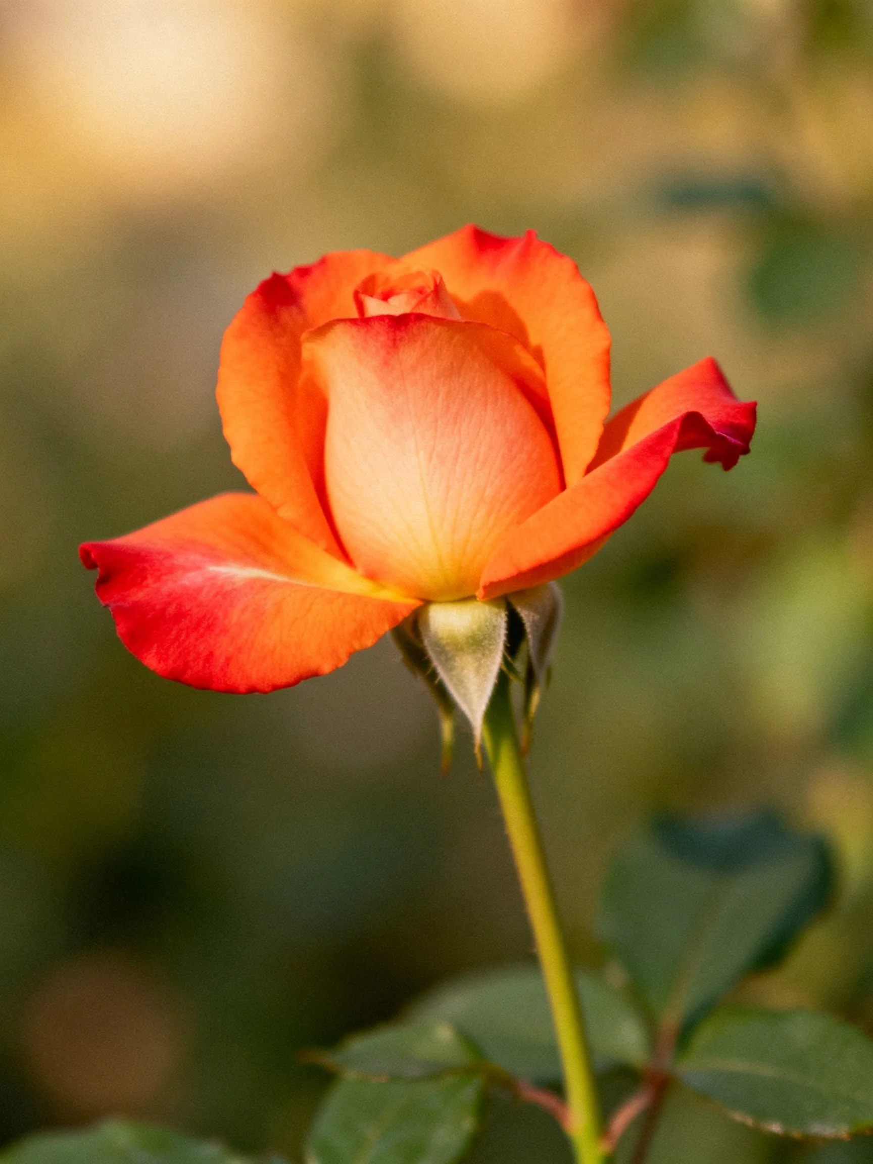 A vibrant orange rosebud with red-edged petals