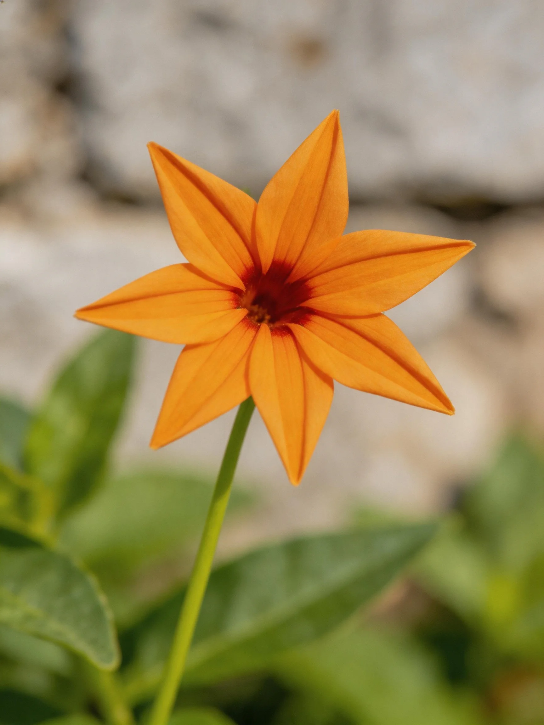 A vibrant orange six - petaled flower with green foliage and blurred stone background