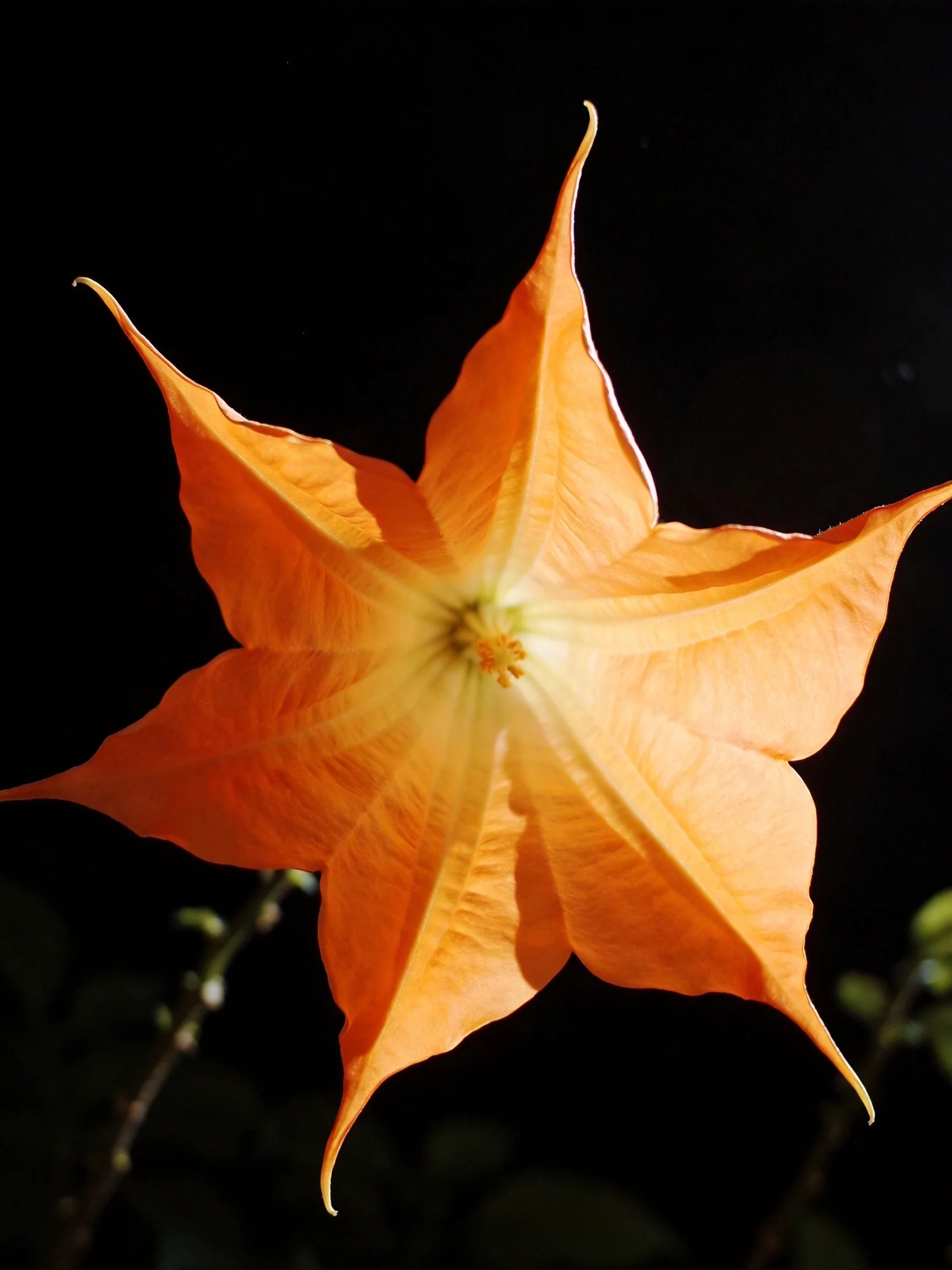 A vibrant orange star - shaped flower with pointed petals