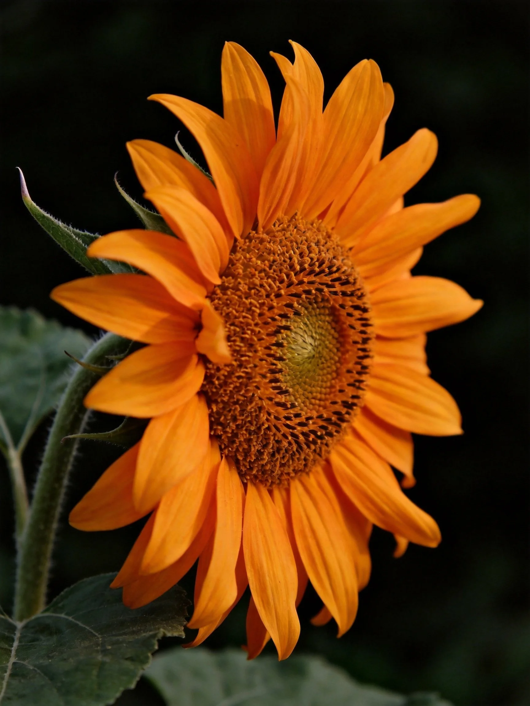 A vibrant orange sunflower with a textured brown center