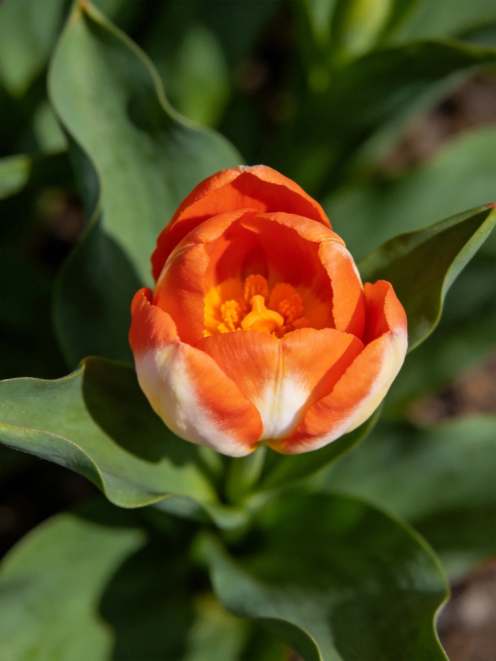 A vibrant orange tulip bud surrounded by lush green foliage