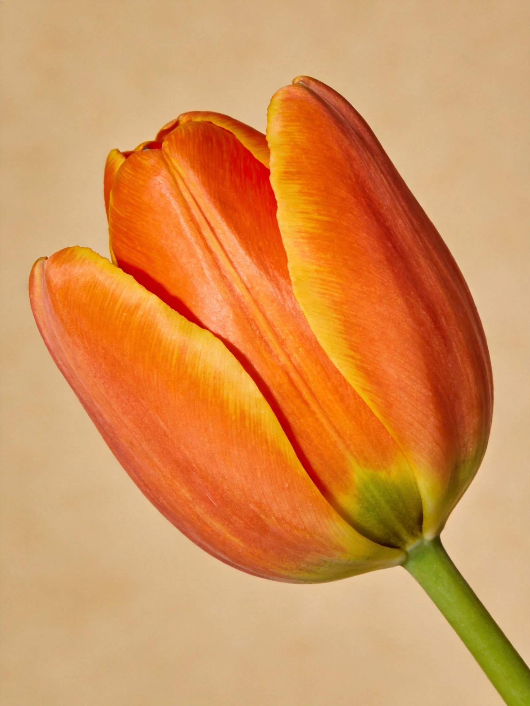 A vibrant orange tulip bud with yellow accents