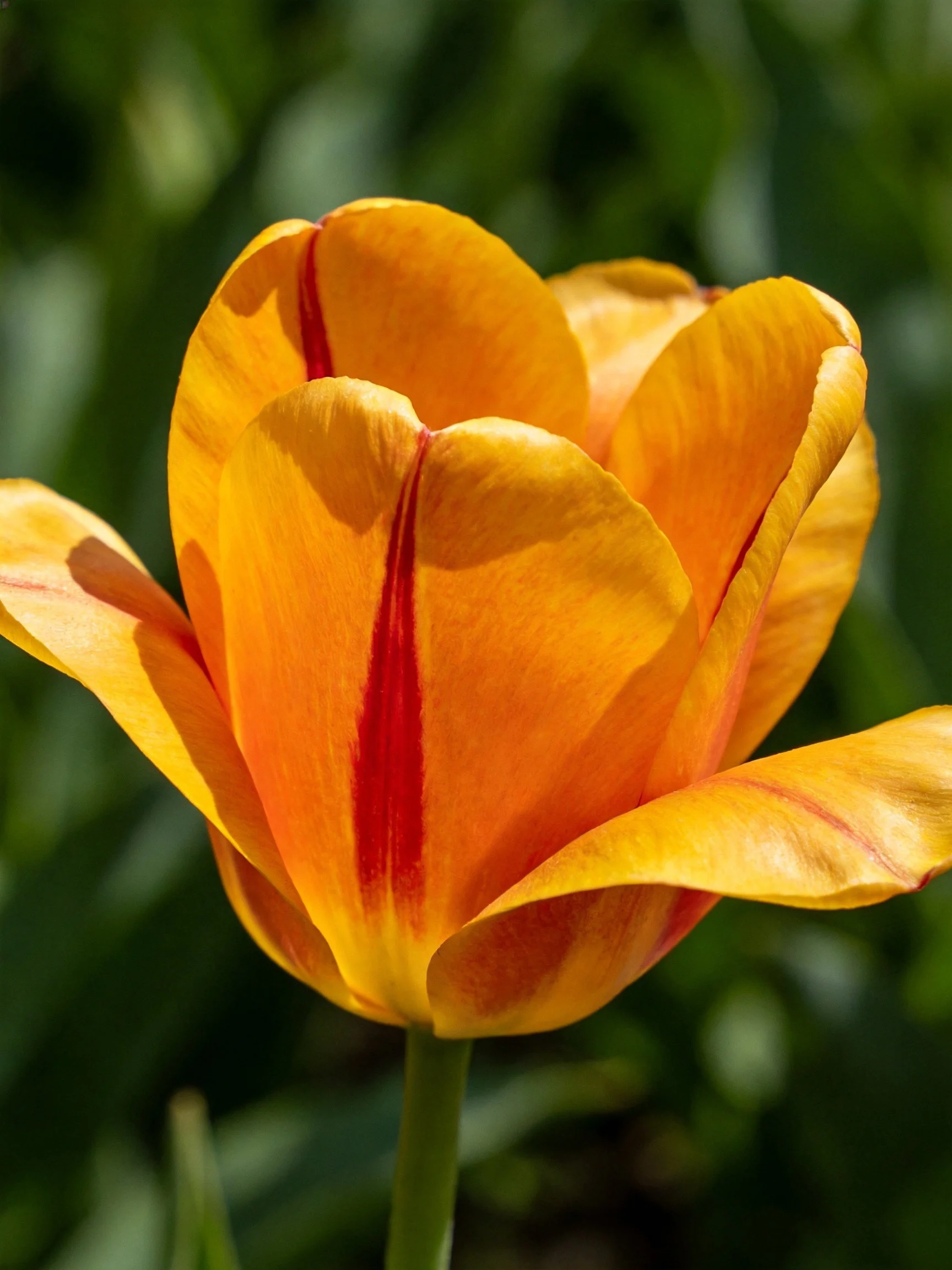 A vibrant orange tulip with bold red streaks