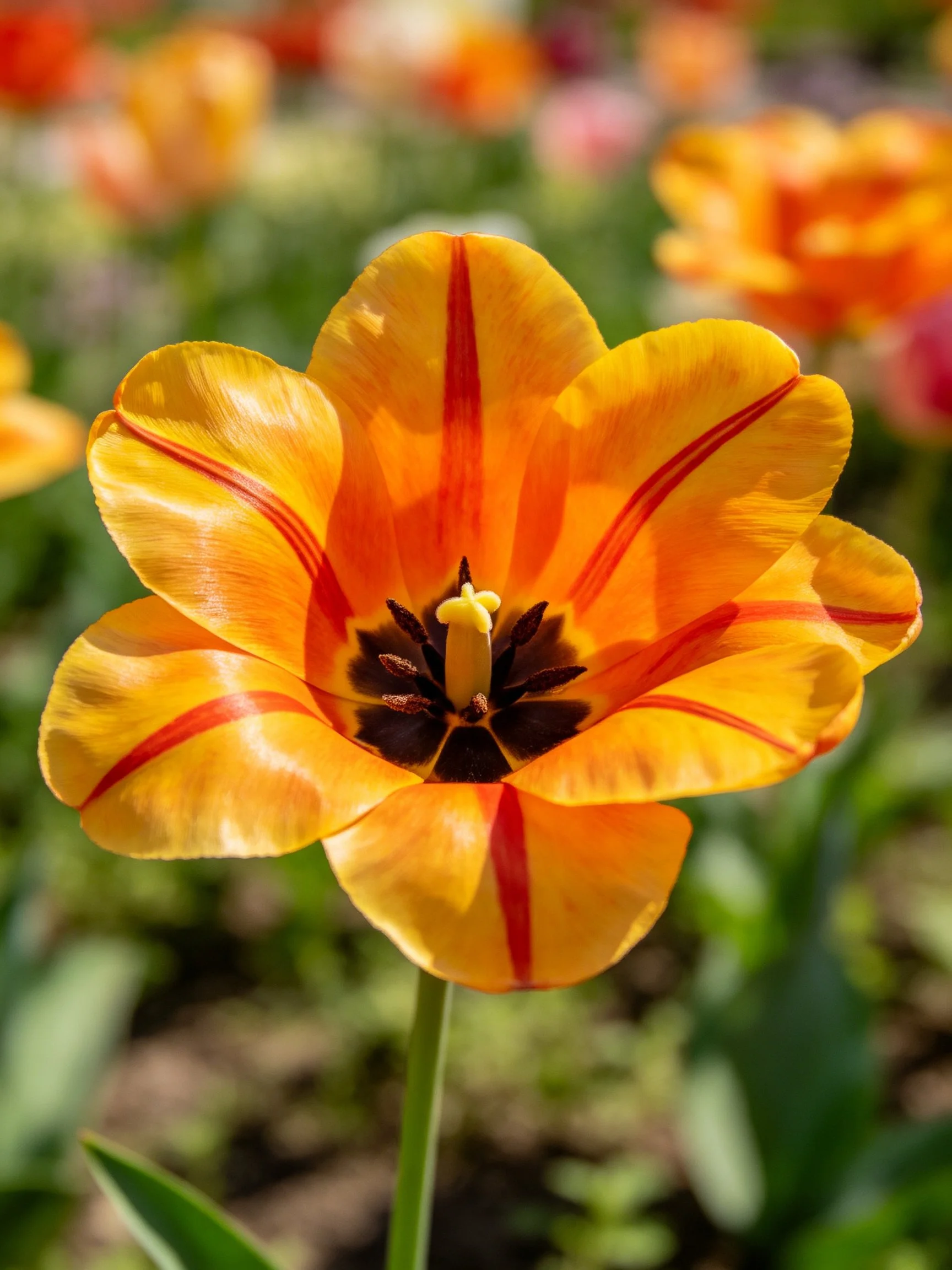 A vibrant orange tulip with bold red stripes