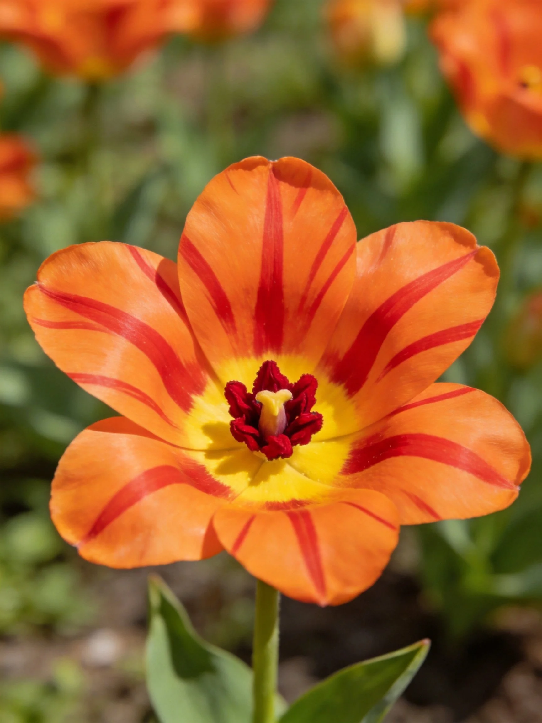 A vibrant orange tulip with red stripes and yellow center