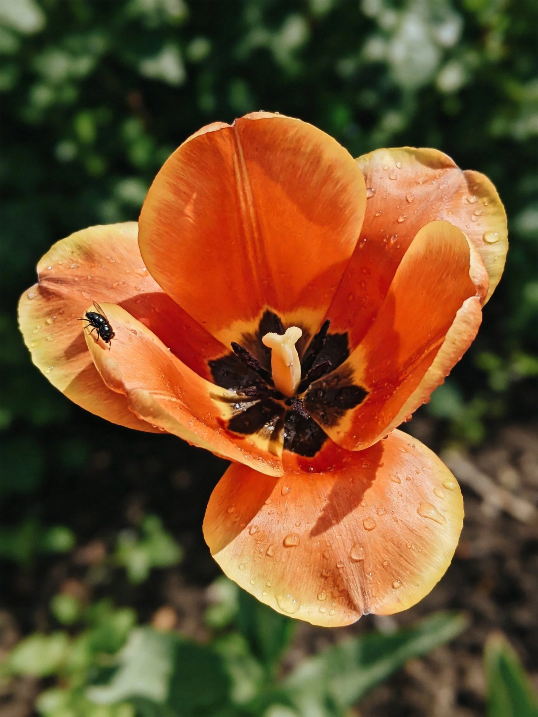 A vibrant orange tulip with water droplets and a small insect