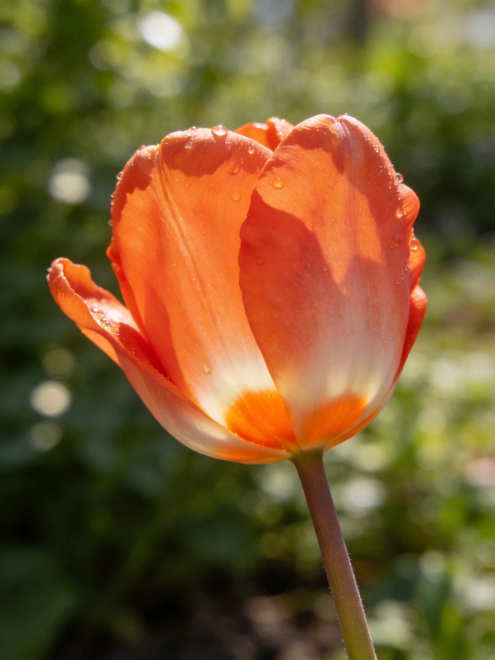 A vibrant orange tulip with water droplets in a sunlit garden