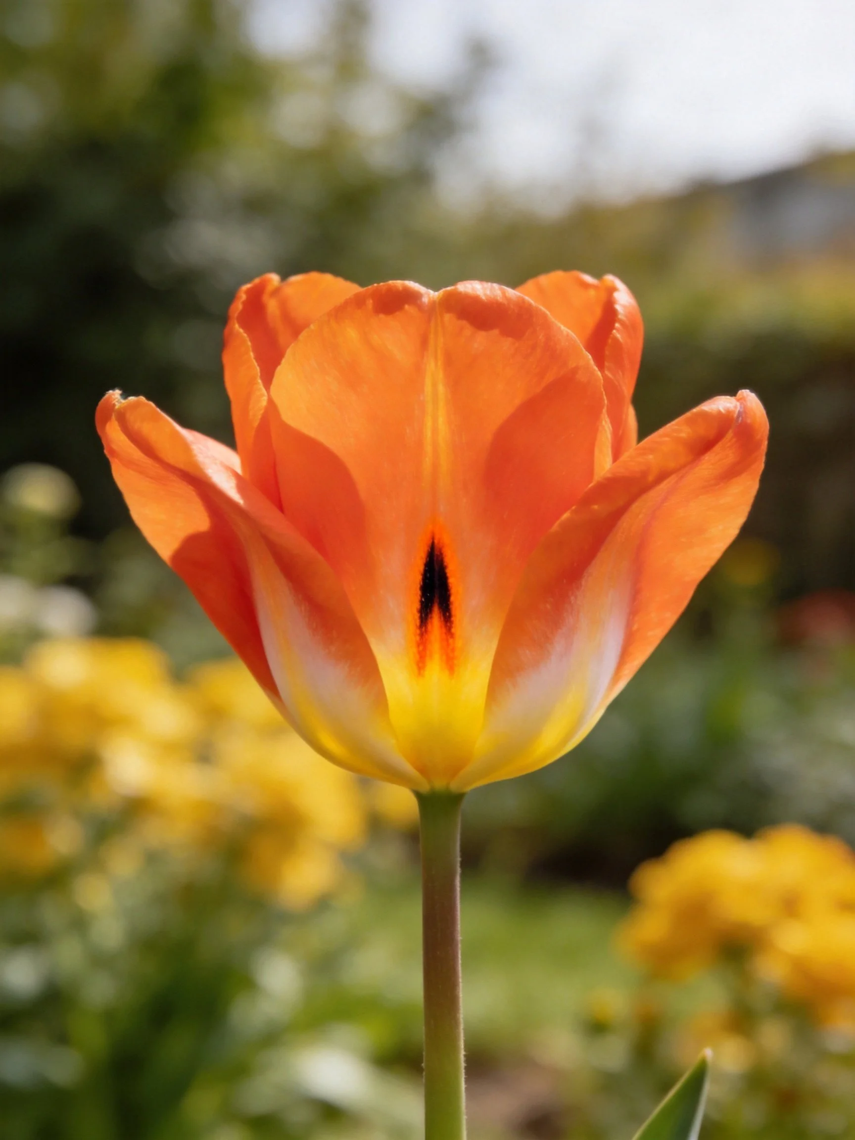 A vibrant orange tulip with yellow and white petal gradients in a garden