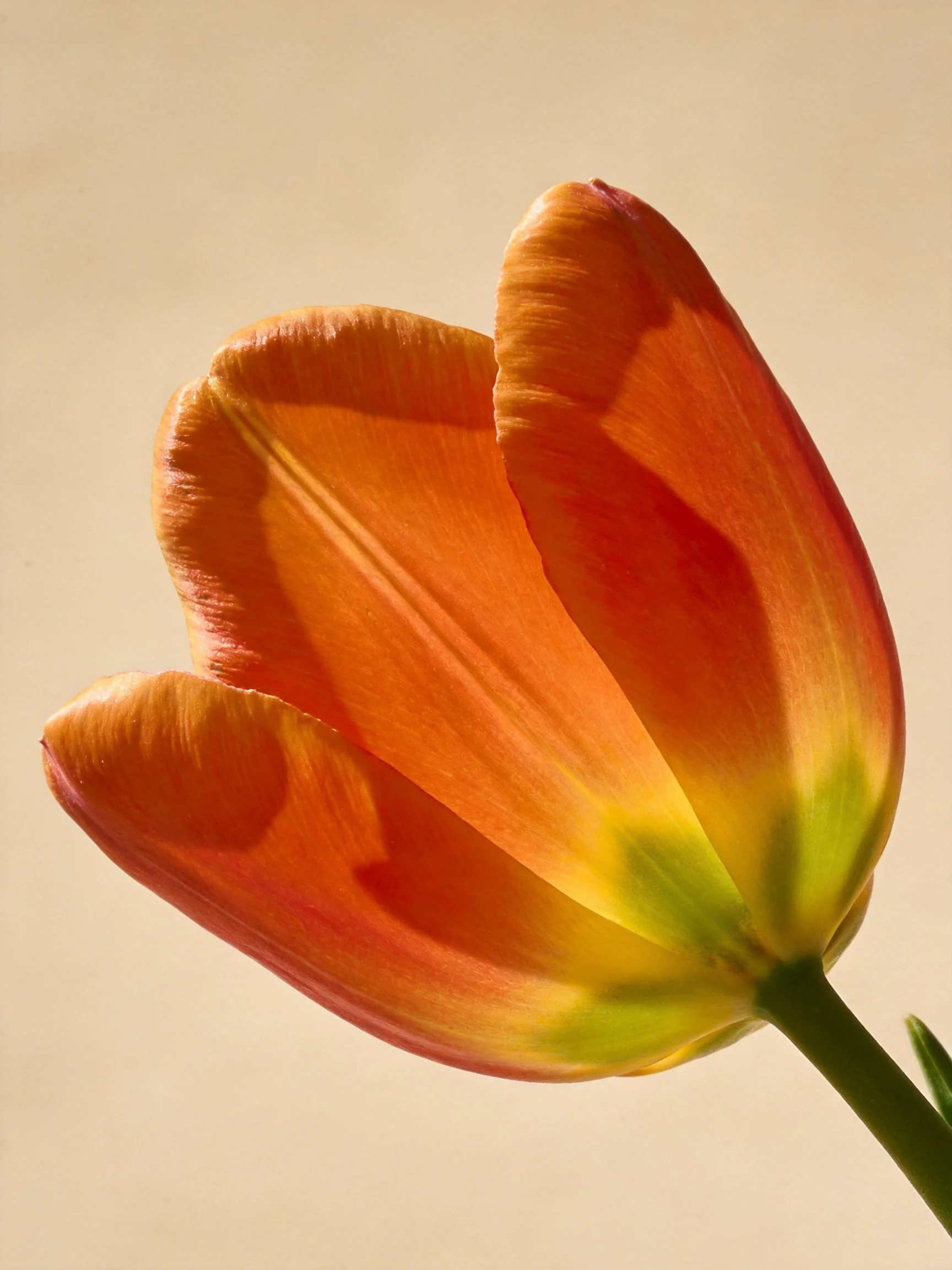 A vibrant orange tulip with yellow-green base and green stem