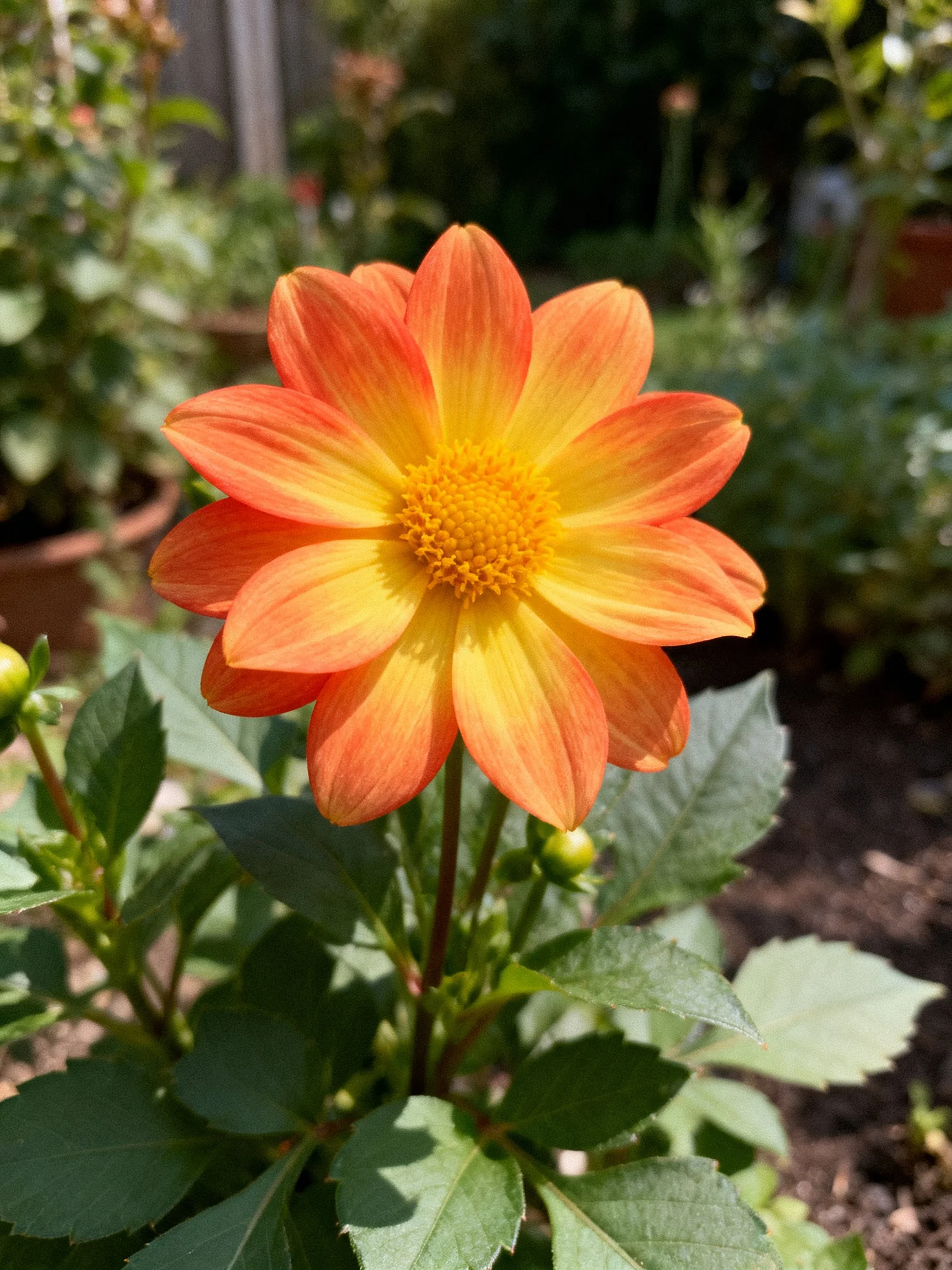 A vibrant orange-yellow dahlia blooms in a sunlit garden