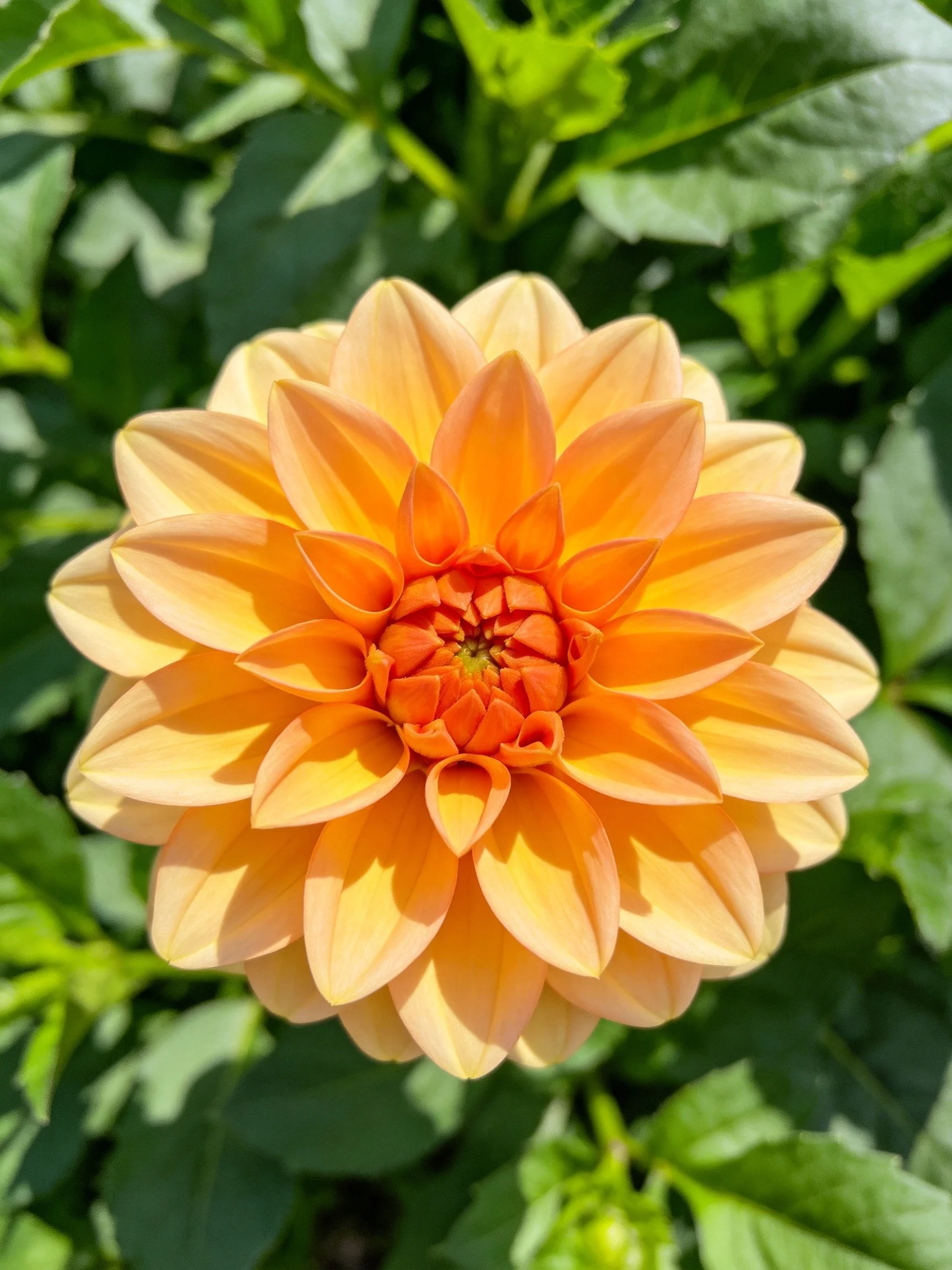 A vibrant orange-yellow dahlia with layered petals amidst green foliage