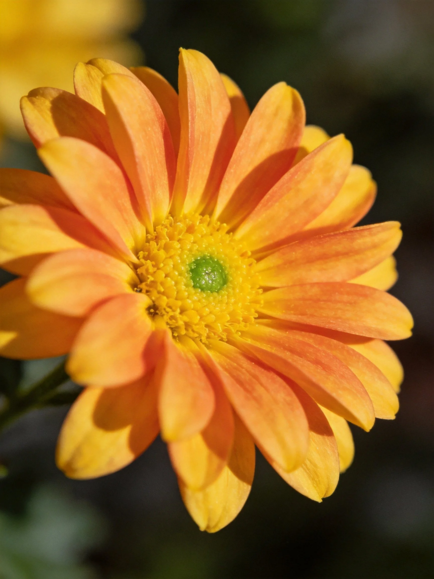 A vibrant orange-yellow gerbera daisy with a green center
