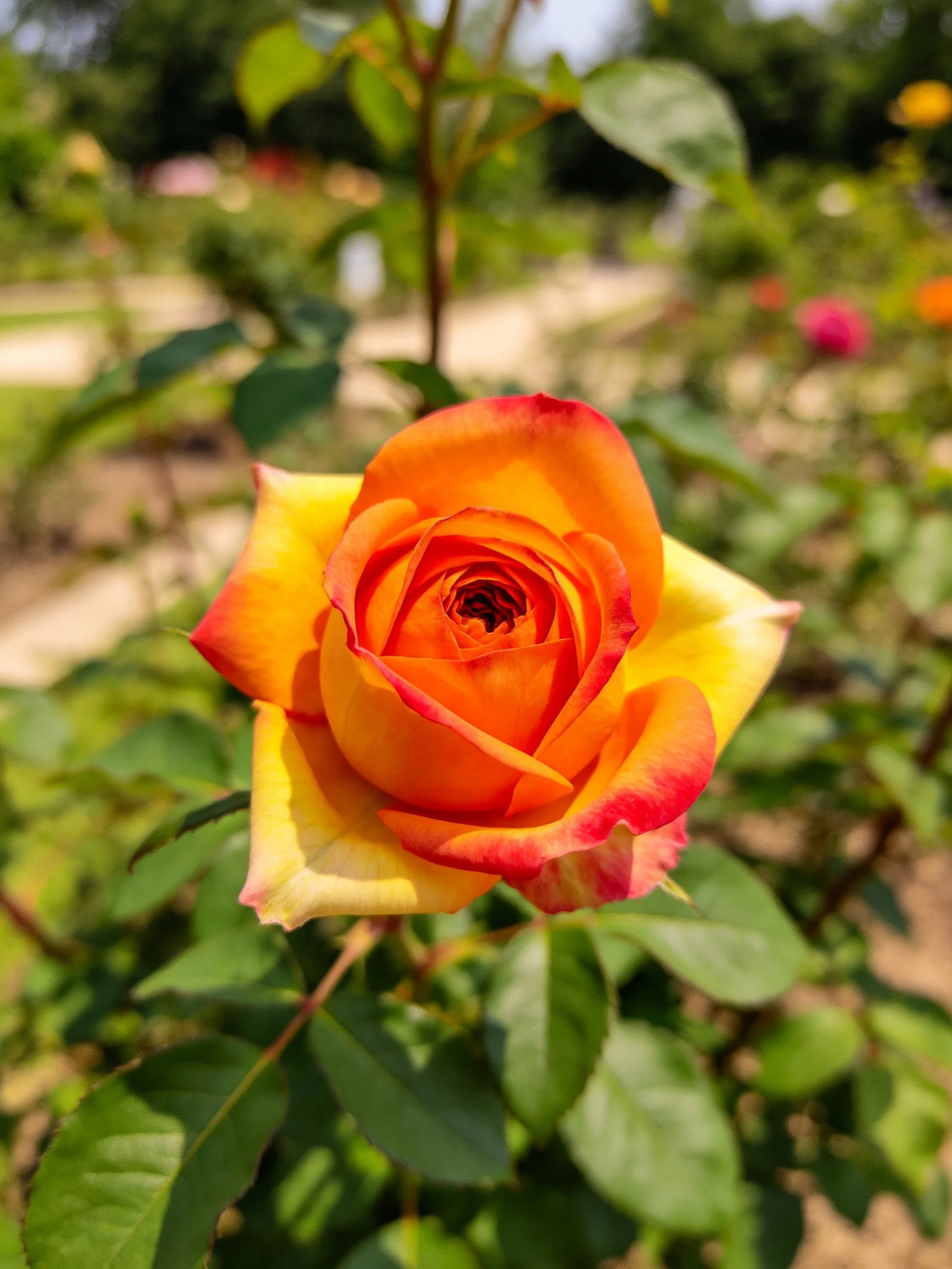 A close - up of a rose with orange, yellow, and red petals surrounded by green leaves