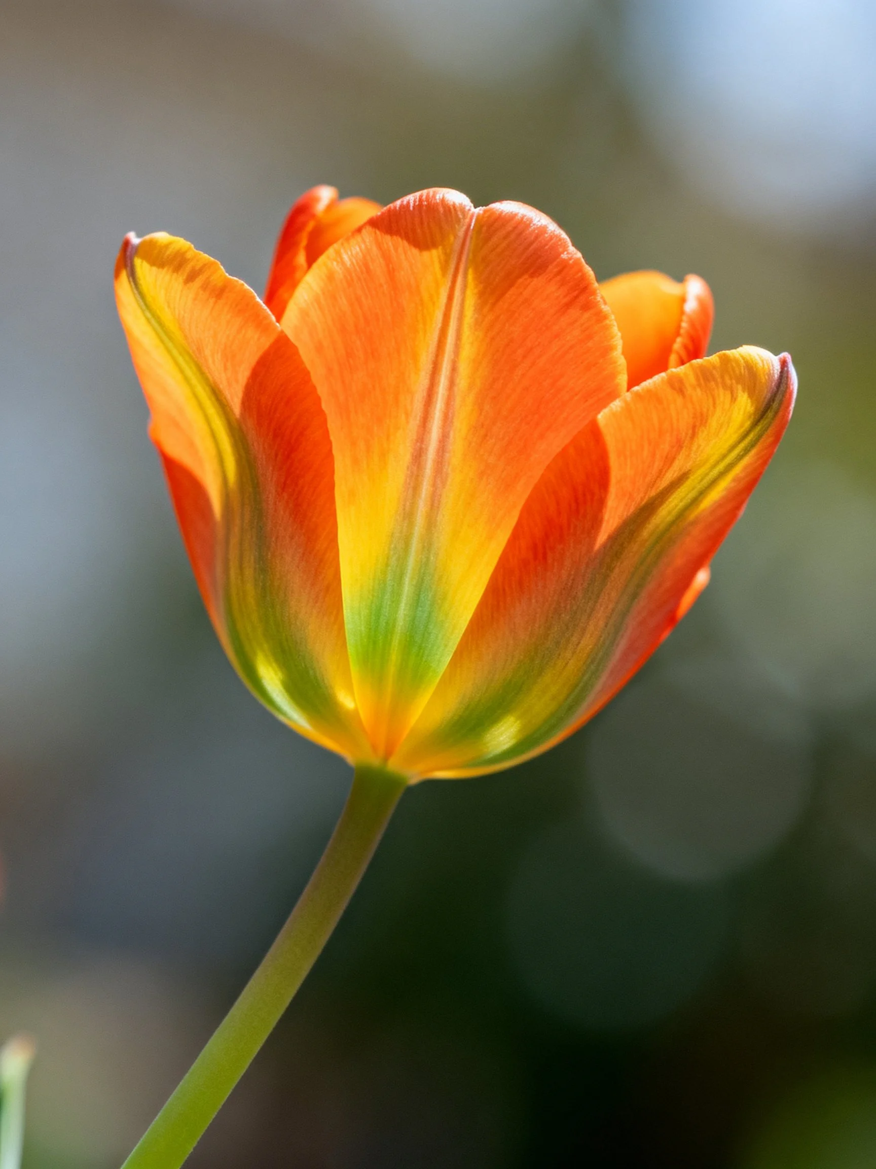 A vibrant orange-yellow tulip with green petal accents