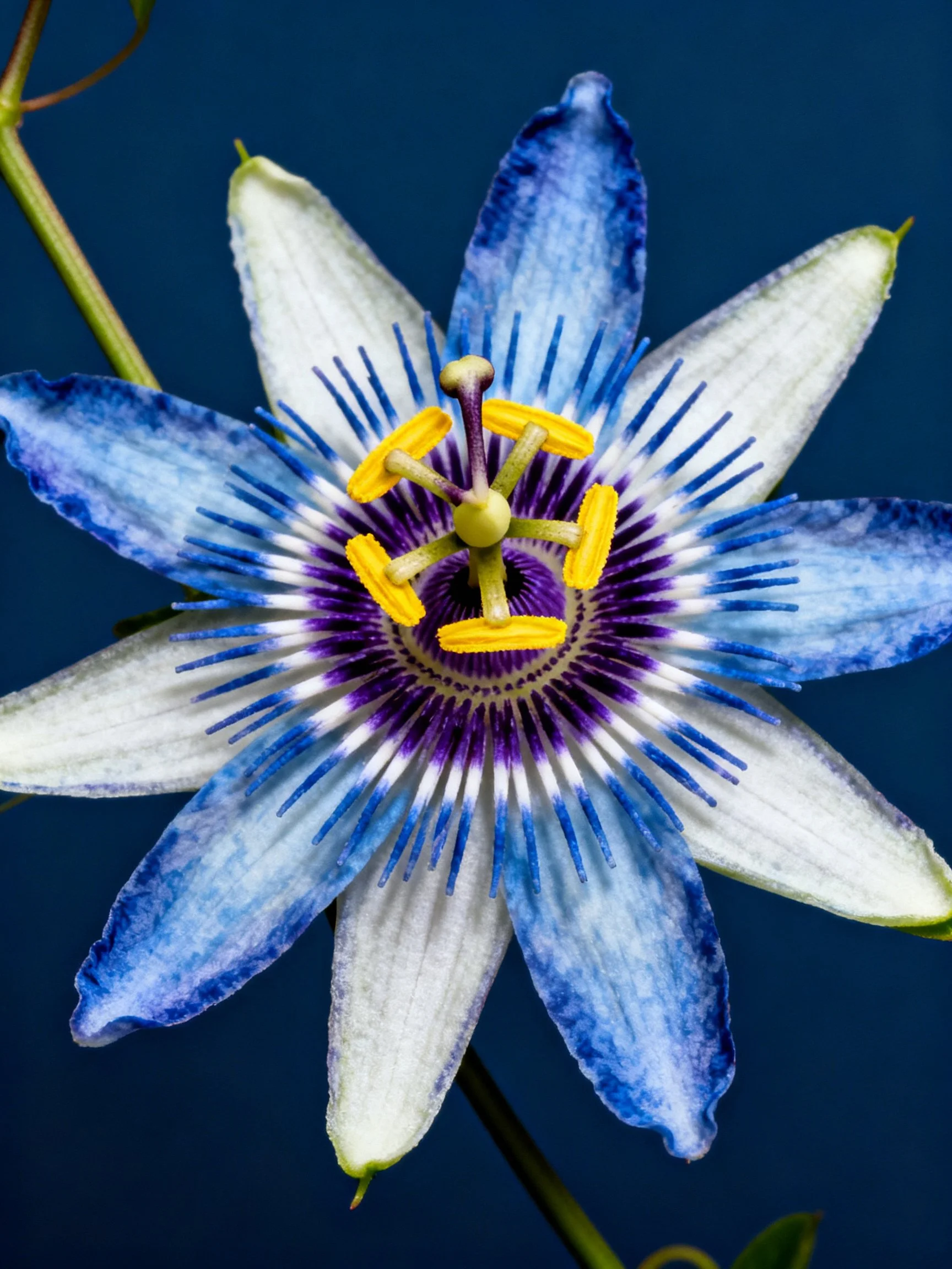 A vibrant passionflower with blue and white petals, yellow stamens