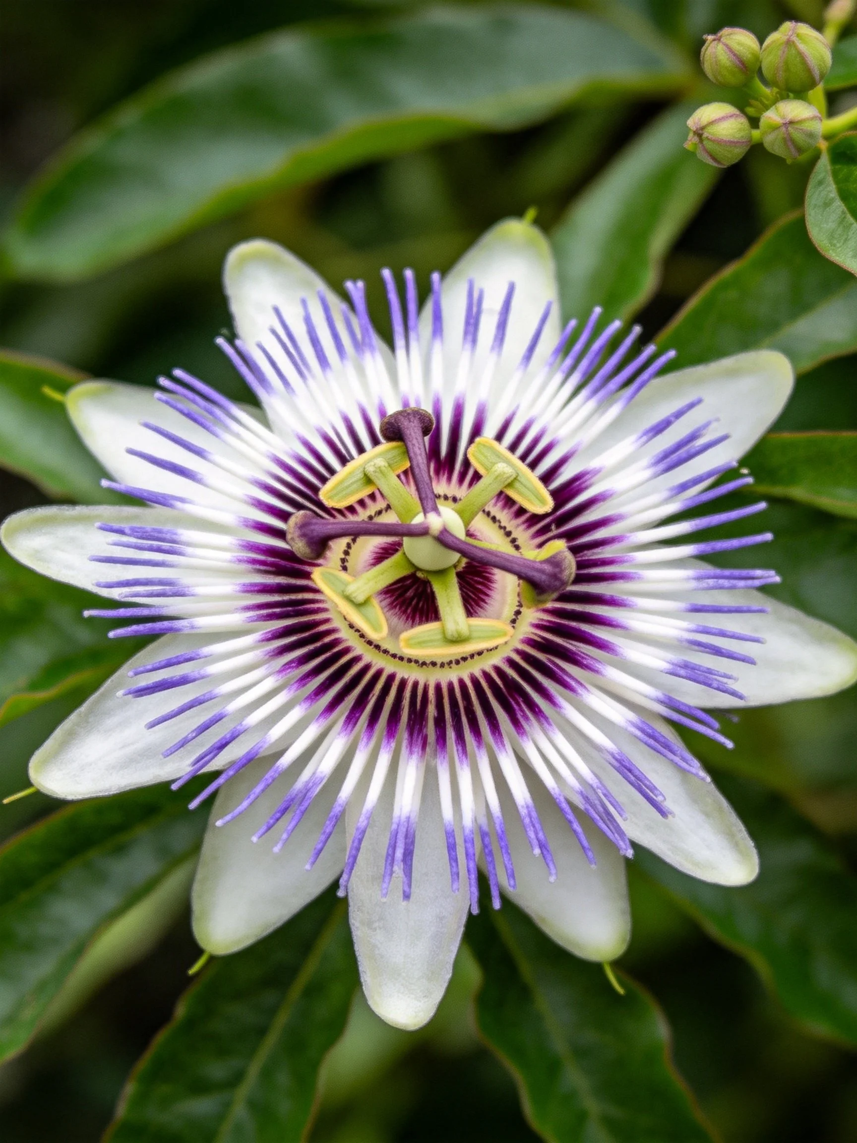 A vibrant passionflower with purple and white petals, surrounded by lush green leaves