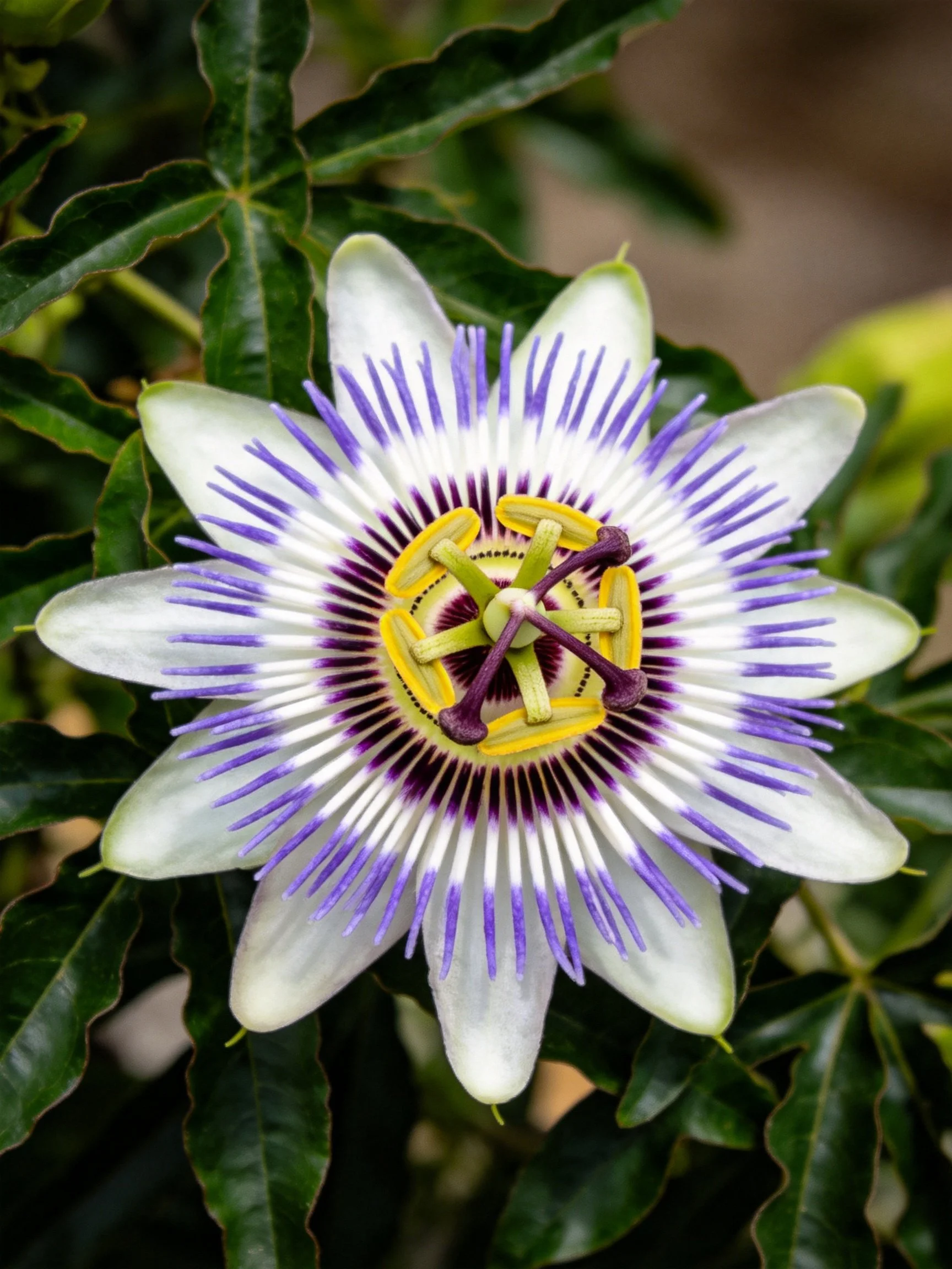 A vibrant passionflower with purple stamens and white petals