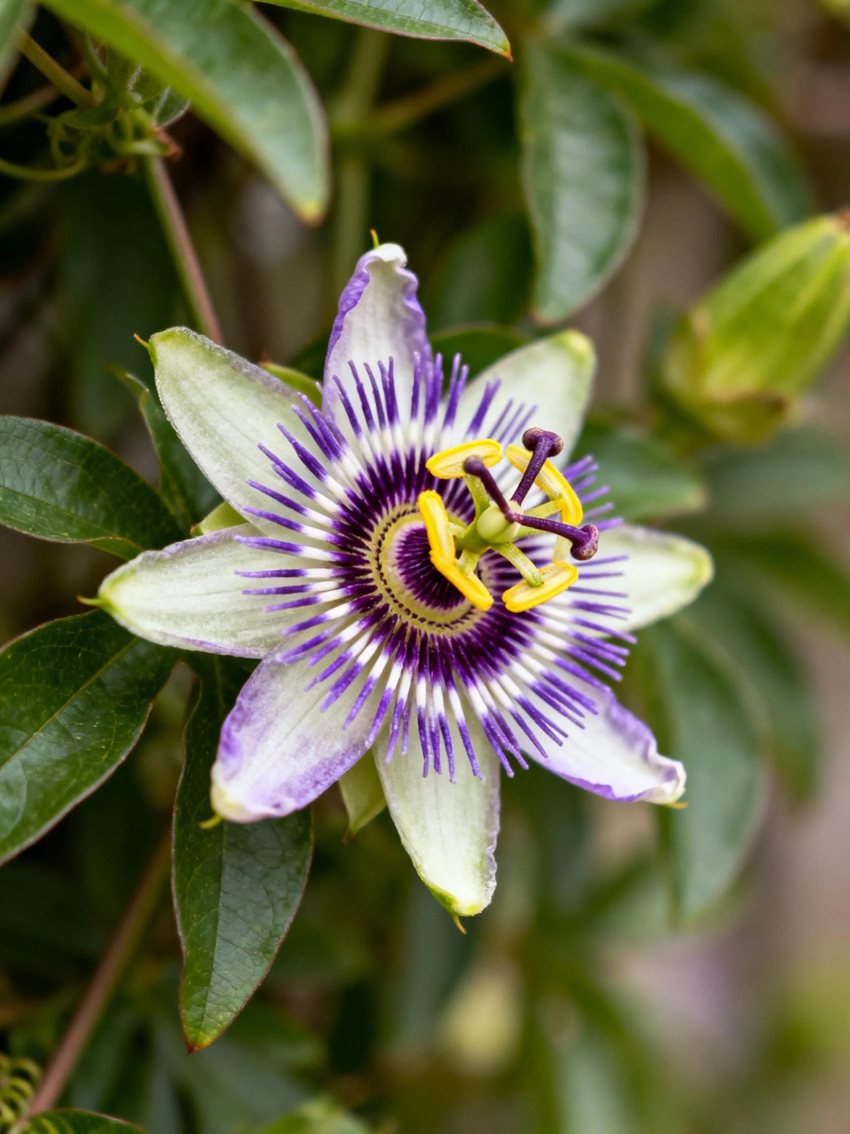 A vibrant passionflower with purple, white, and yellow details