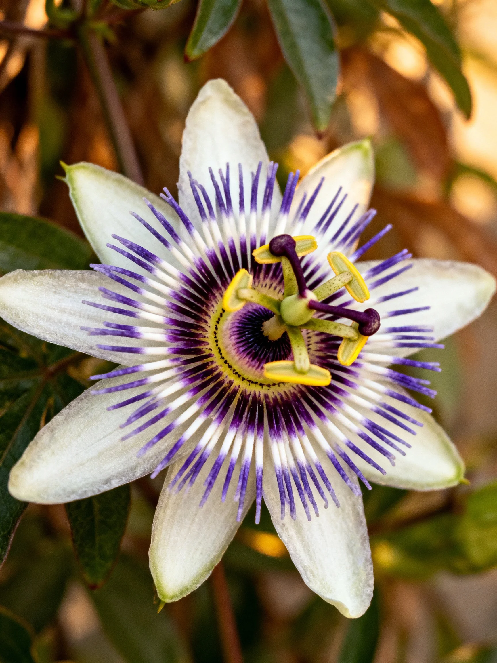 A vibrant passionflower with white petals and purple accents