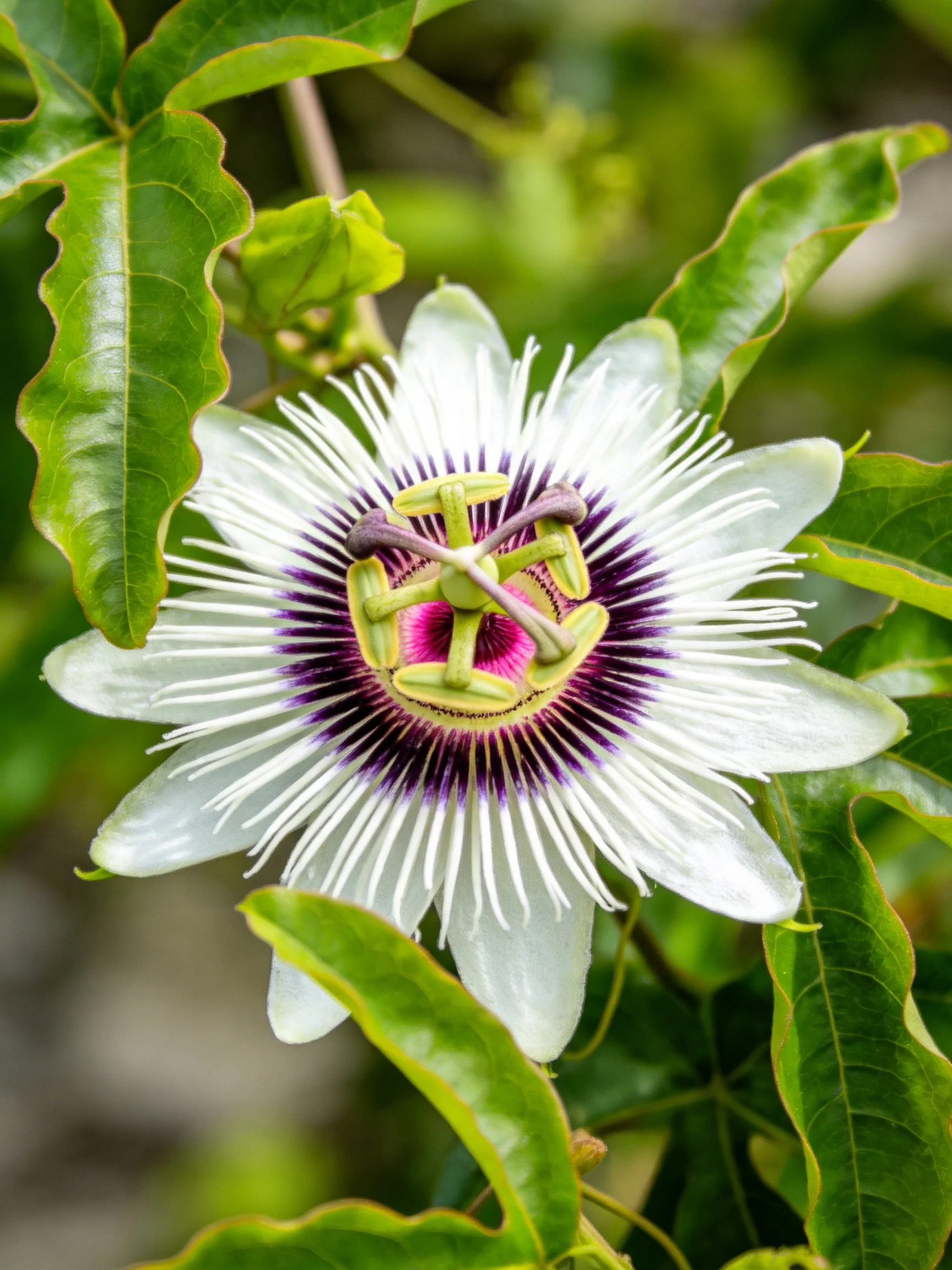 A vibrant passionflower with white petals and purple center