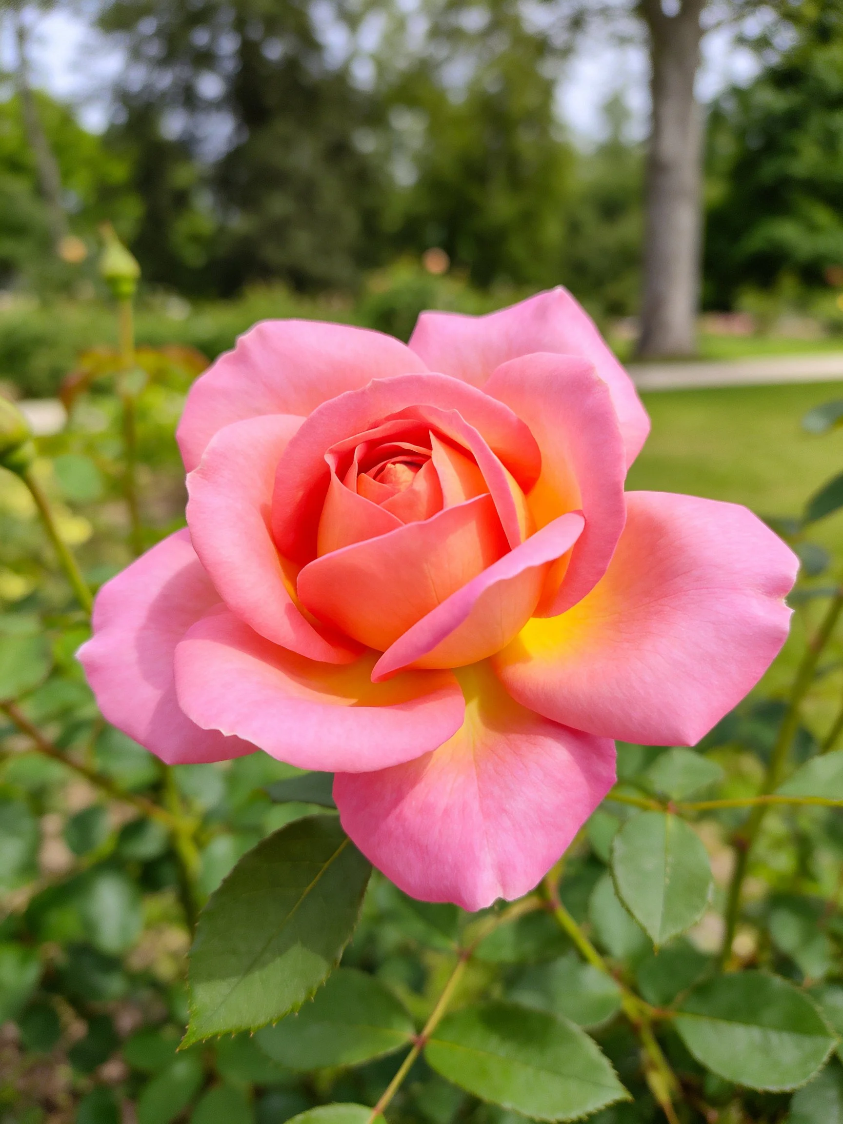 A vibrant pink and orange rose blooming in a lush garden