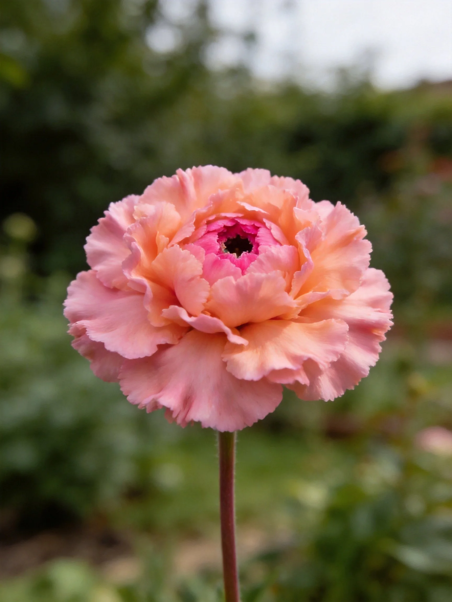 A vibrant pink and peach ruffled flower in a garden