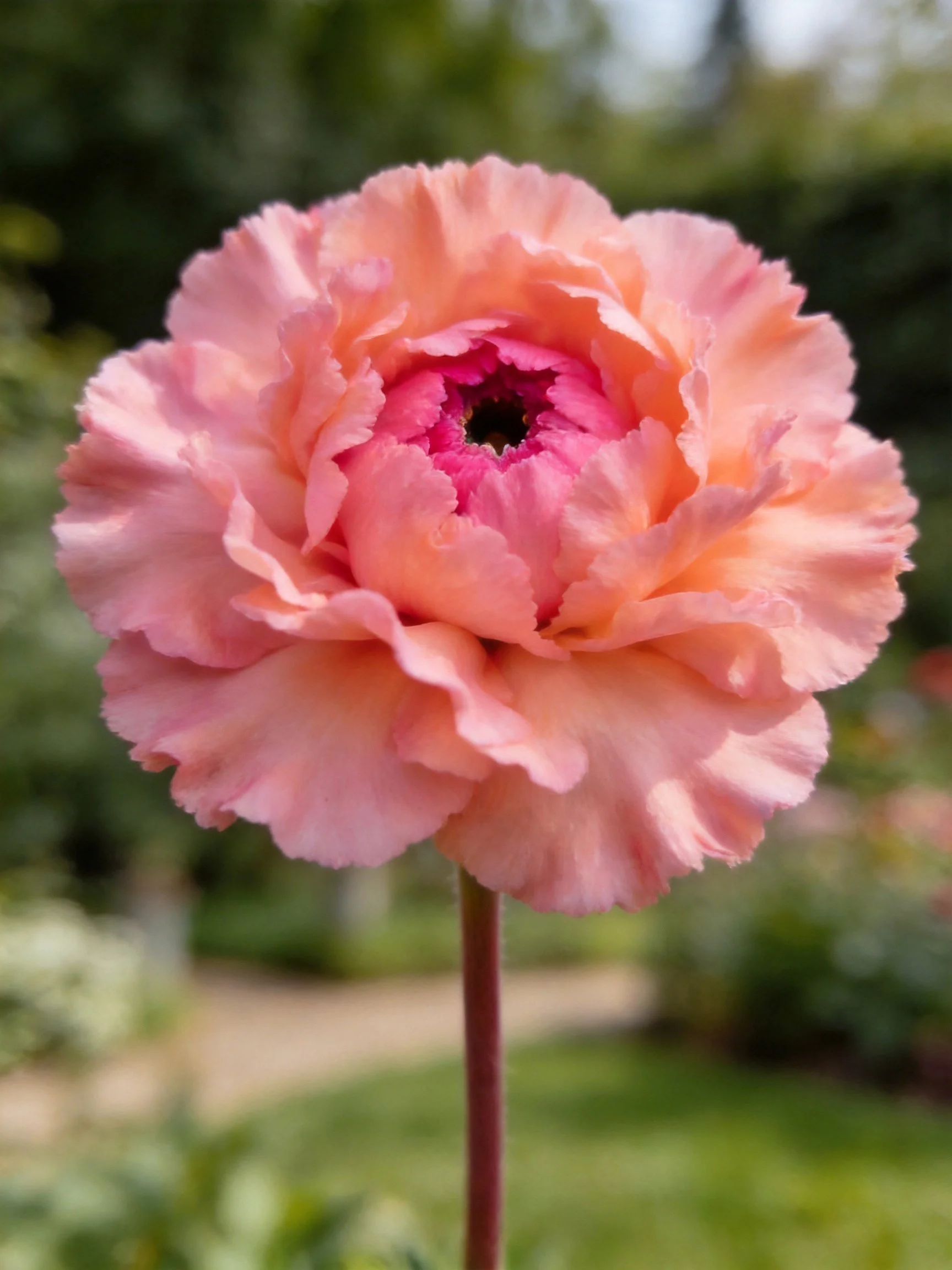 A vibrant pink and peach ruffled flower in a garden setting