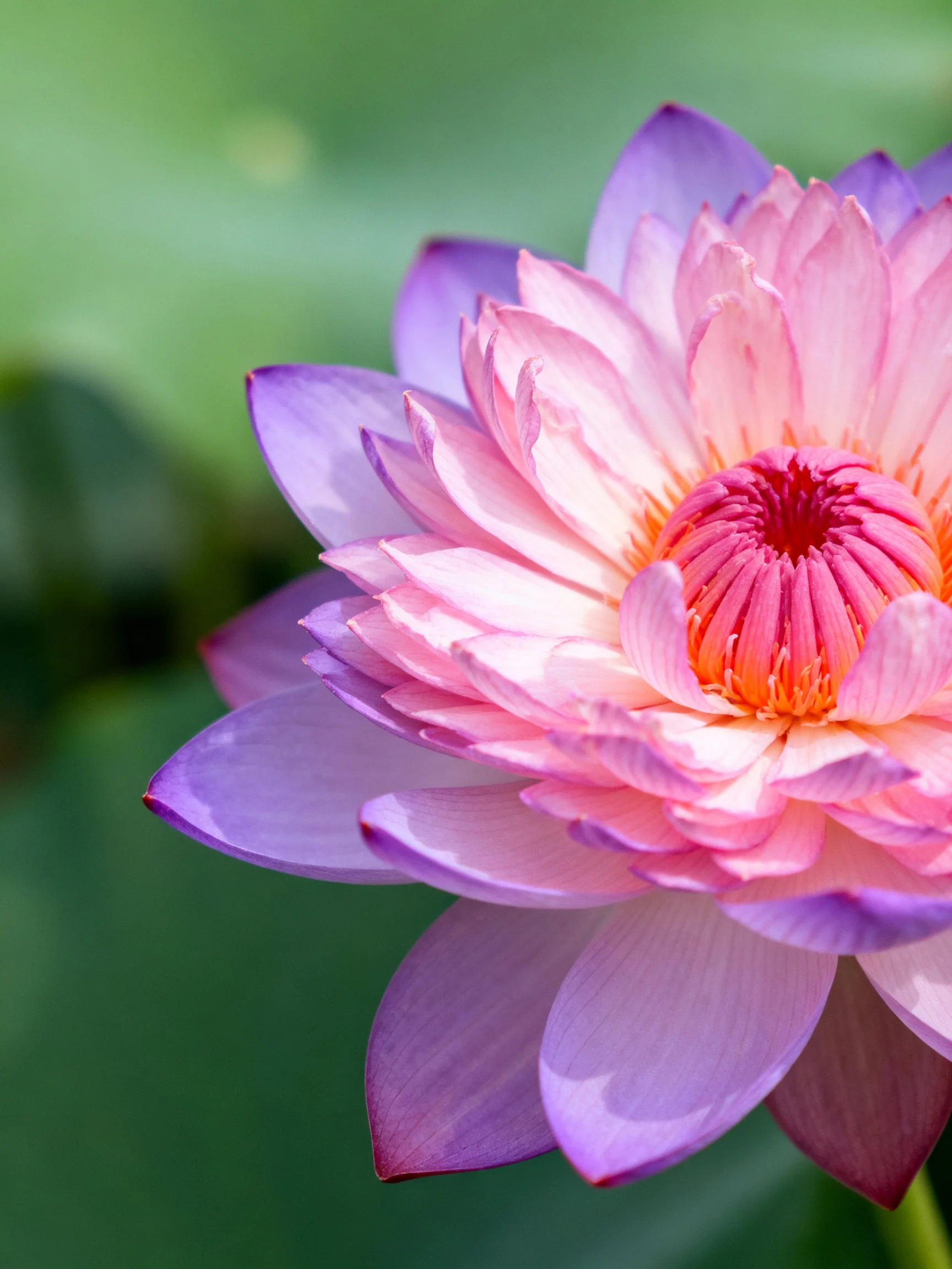 A vibrant pink and purple lotus flower with layered petals