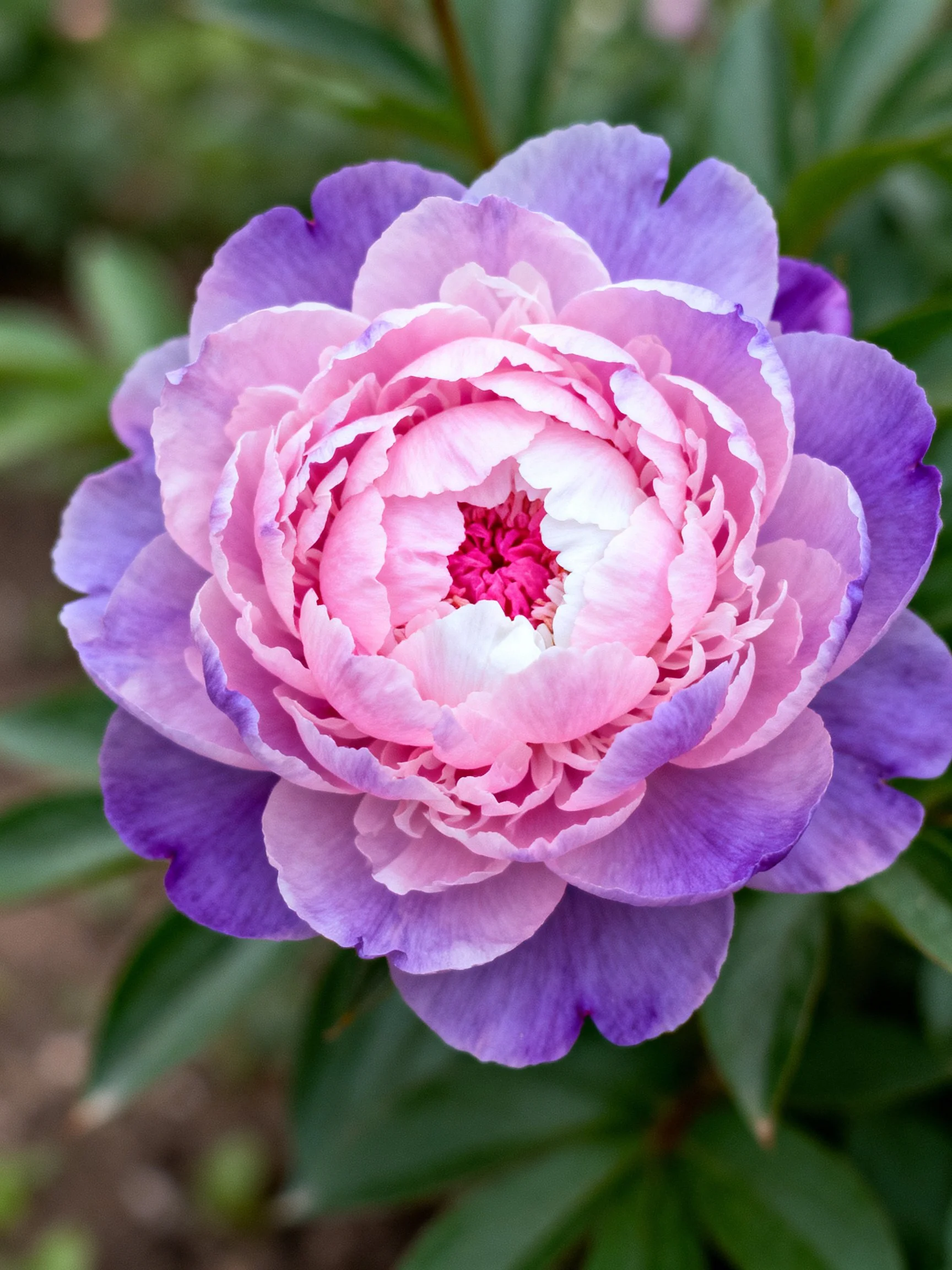 A vibrant pink and purple peony with layered petals