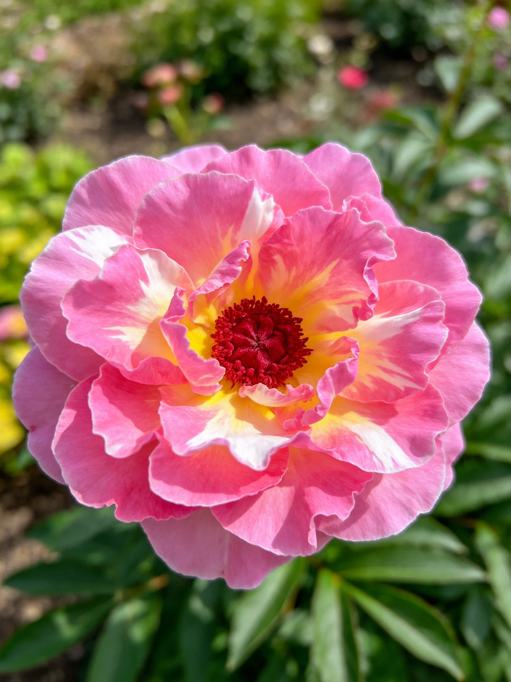 A vibrant pink and yellow peony with layered petals