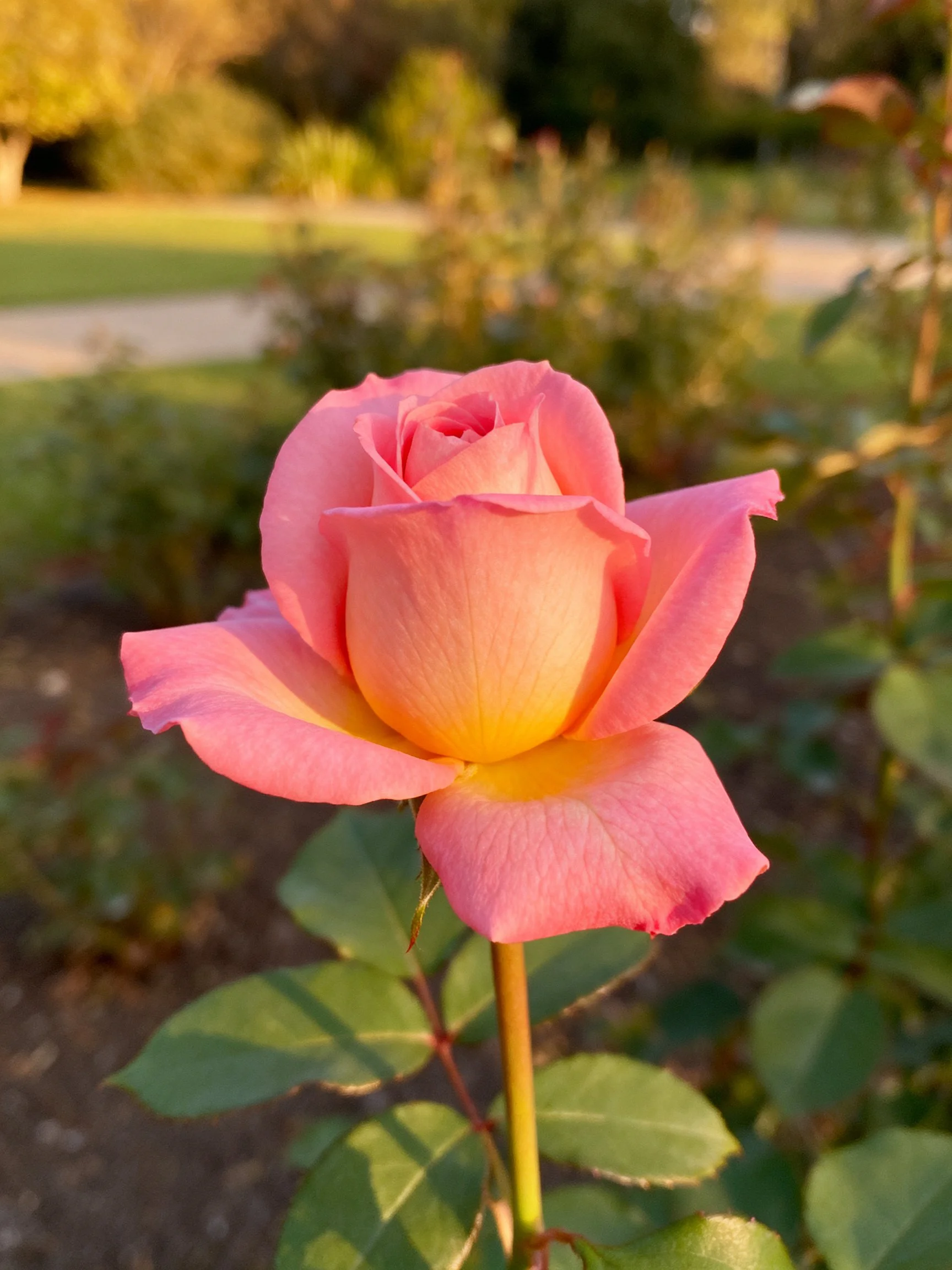 A vibrant pink and yellow rose stands out in a sunlit garden setting.