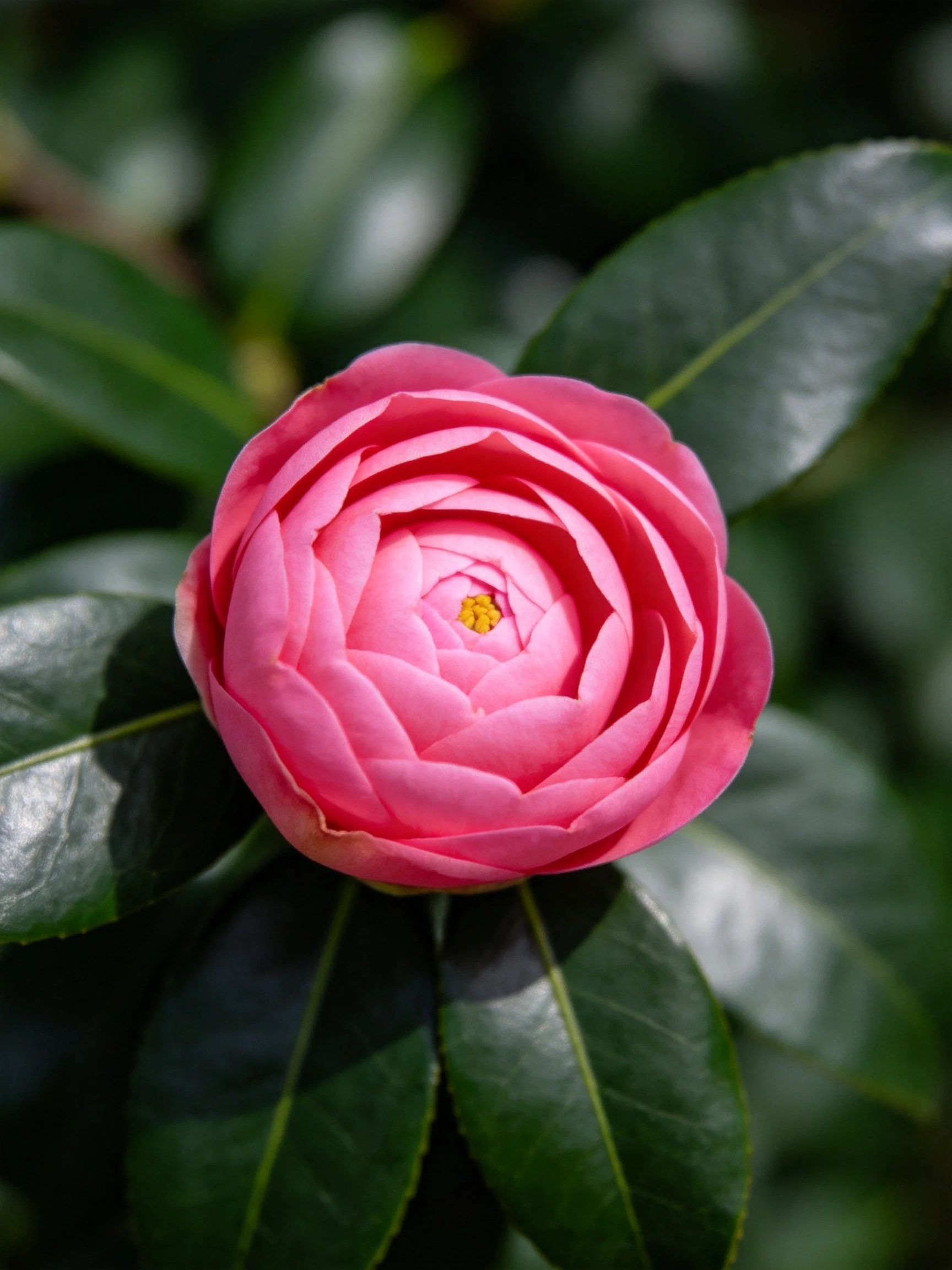 A vibrant pink camellia blossom with glossy green leaves