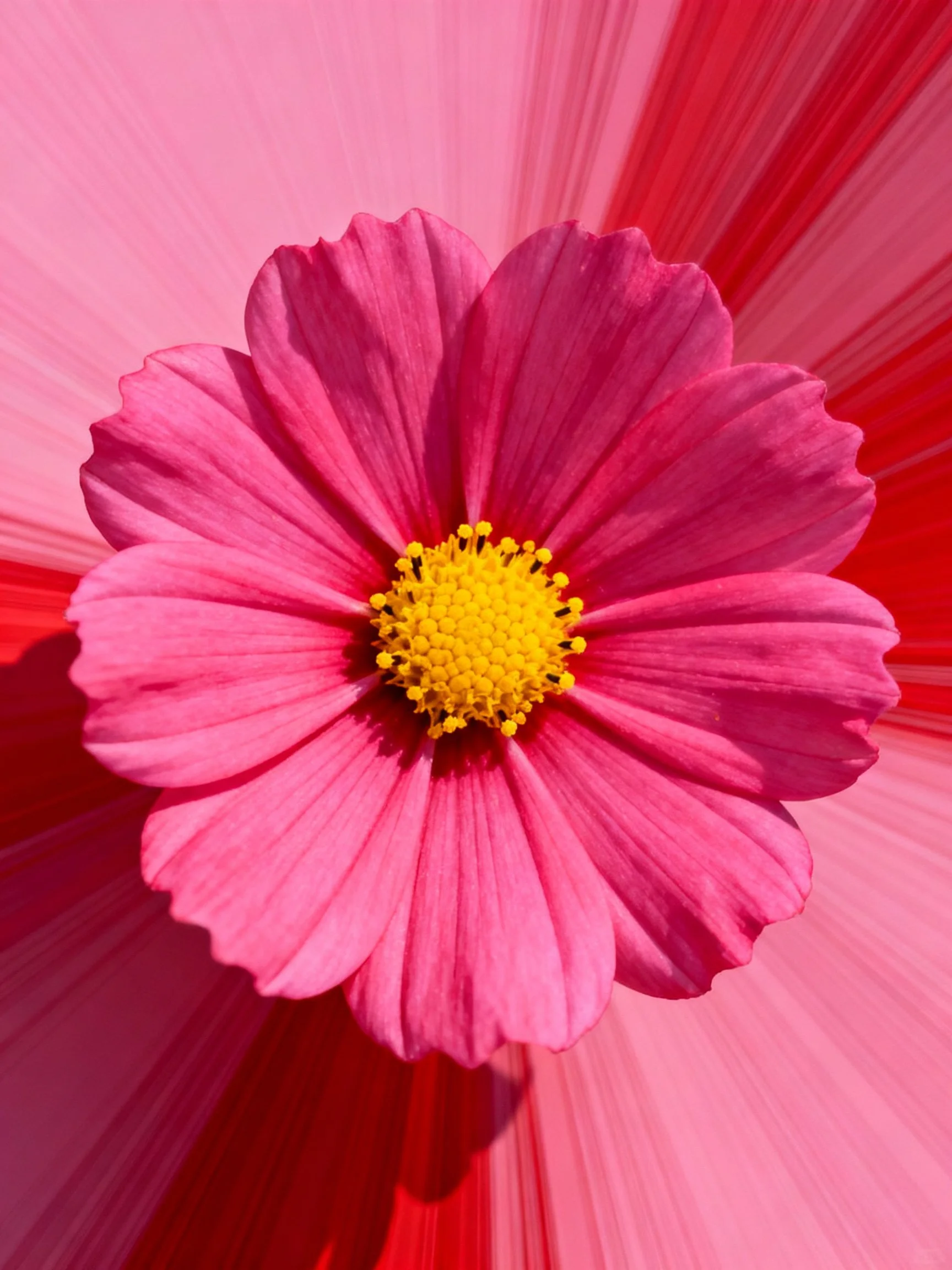 A vibrant pink cosmos flower with a golden yellow center on a radial pink-red backdrop