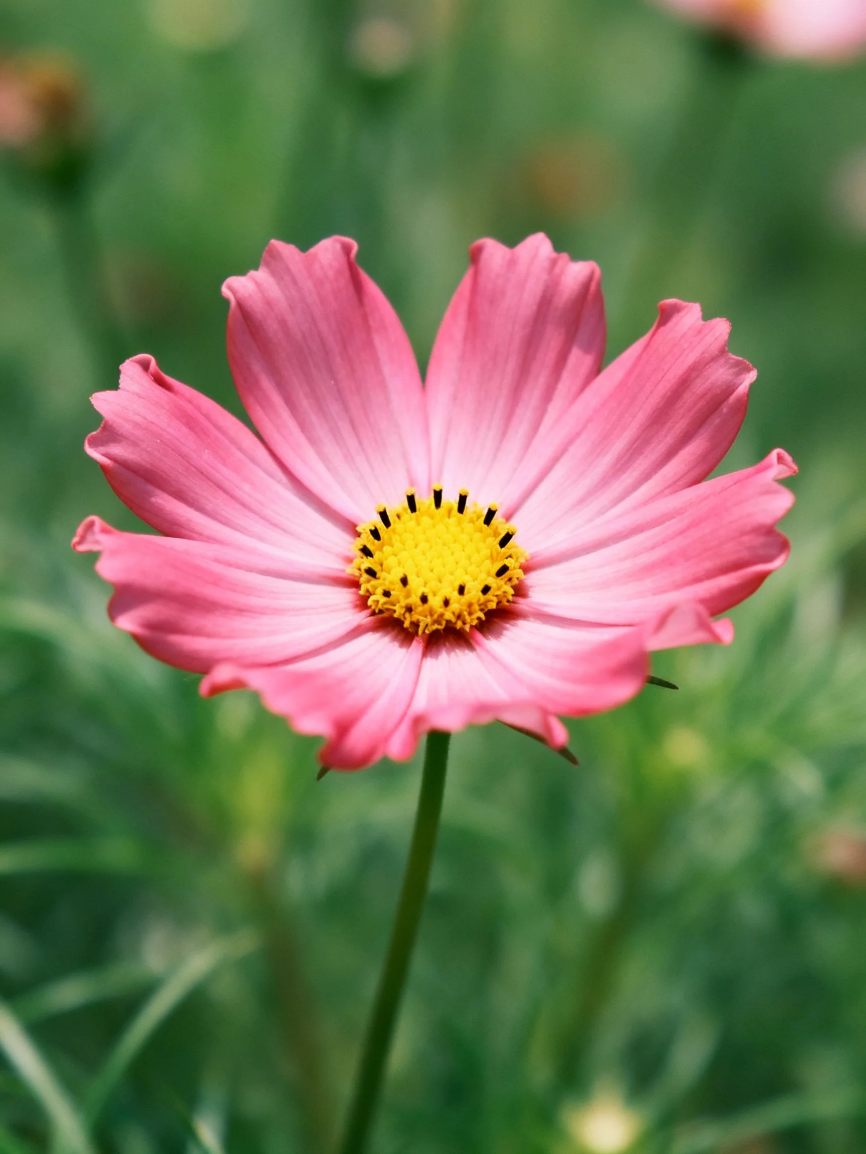 A vibrant pink cosmos flower with bright yellow center