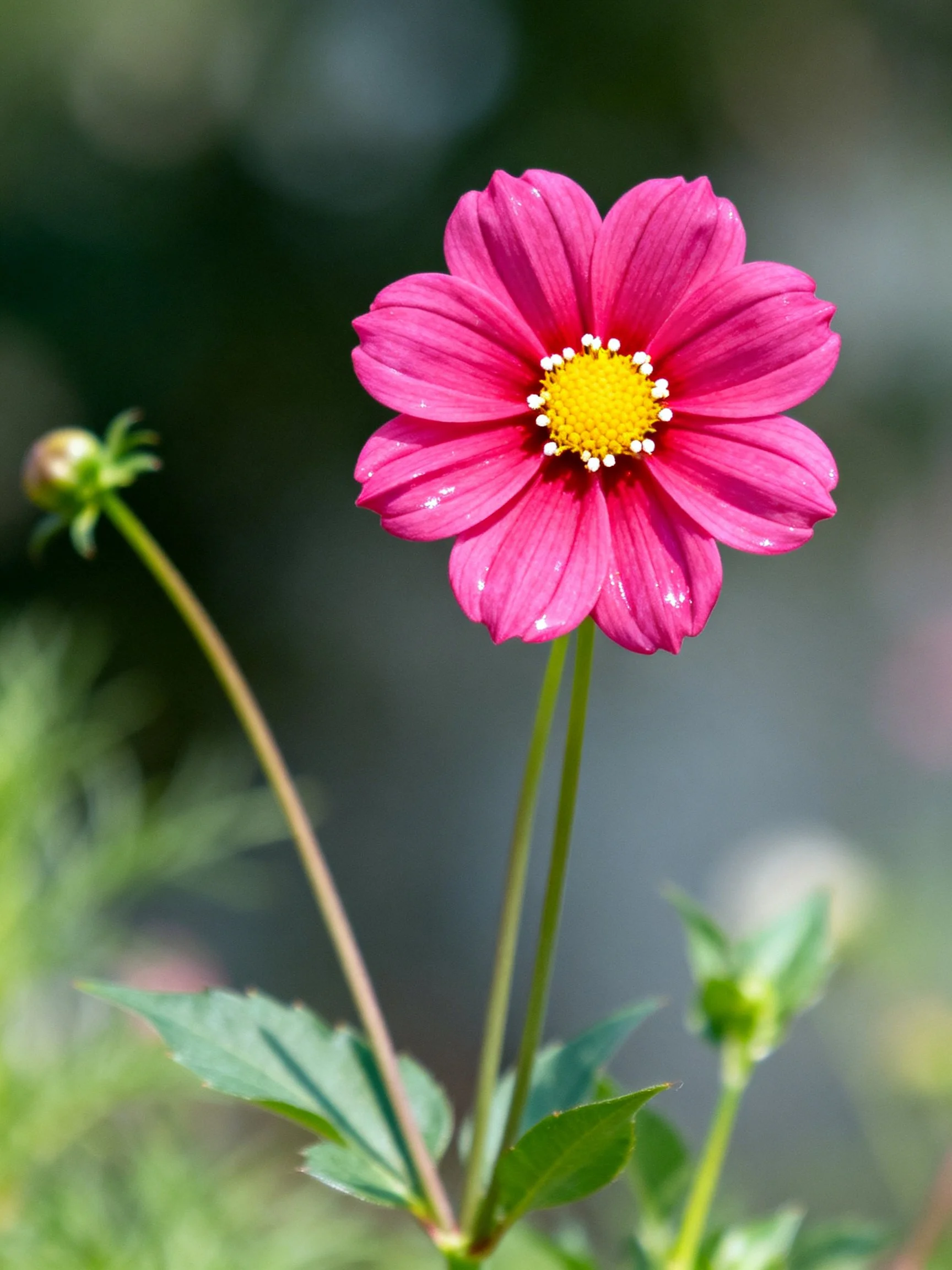 A vibrant pink cosmos flower with yellow center and green foliage