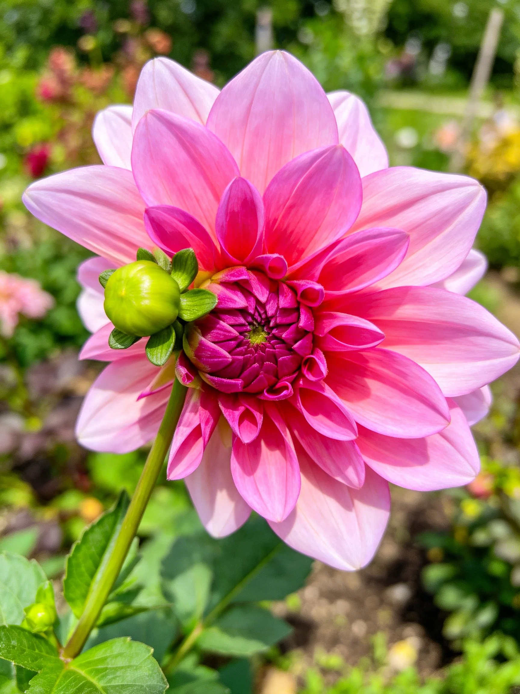 A vibrant pink dahlia with a green bud in a sunlit garden