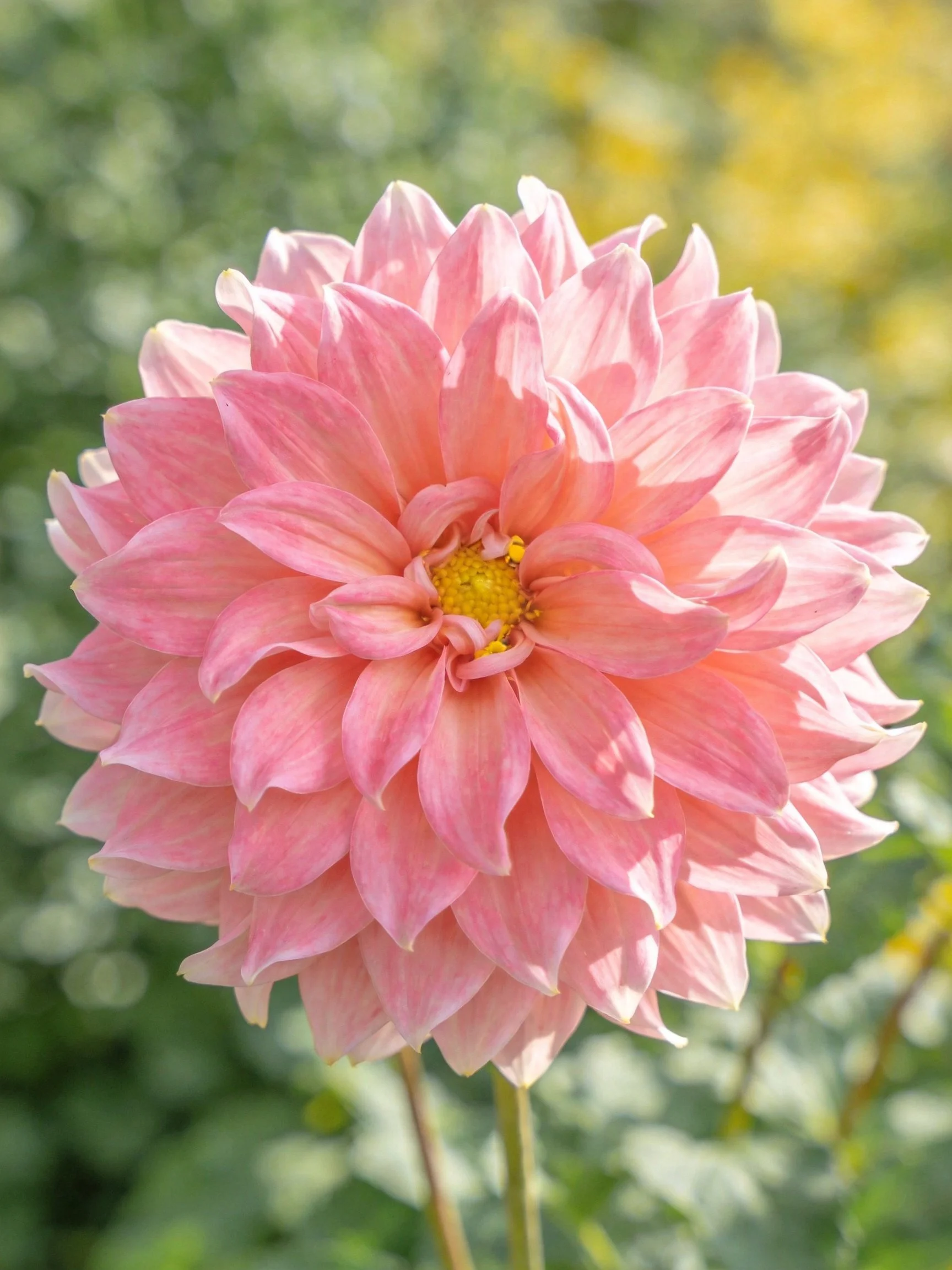A vibrant pink dahlia with layered petals in a sunlit garden