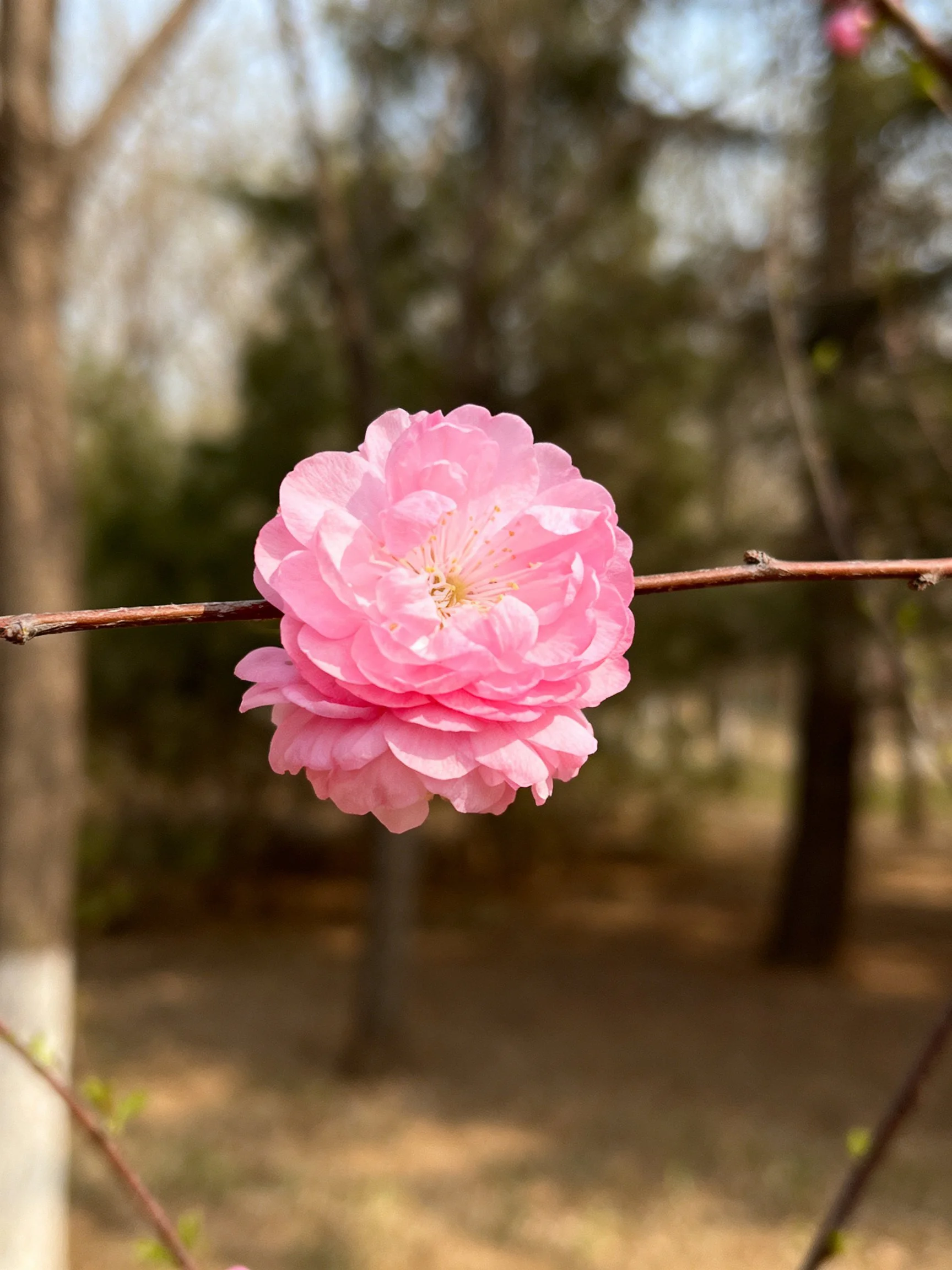 A vibrant pink flower blooms on a slender brown branch