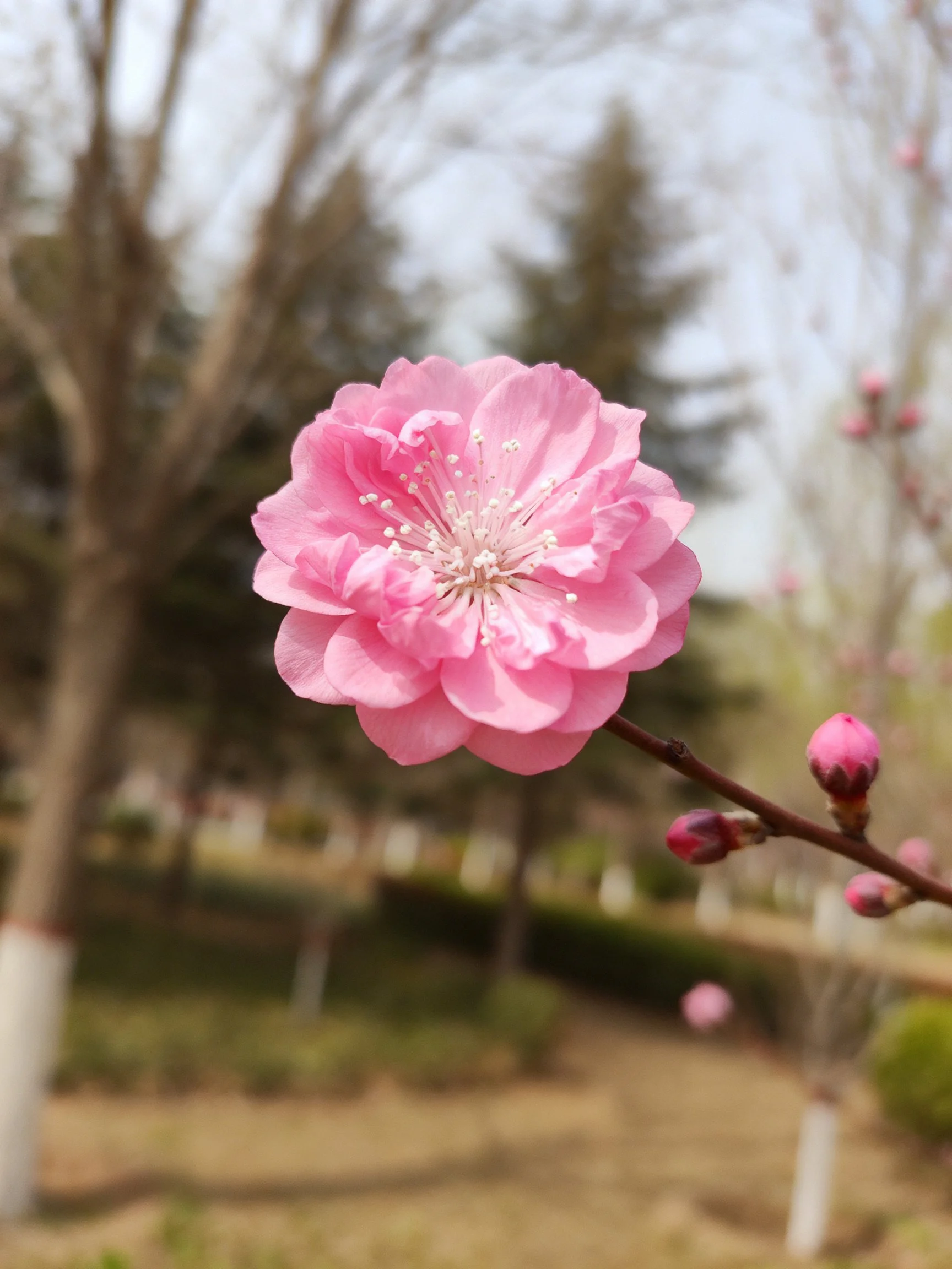 A vibrant pink flower in focus with budding branches in a park