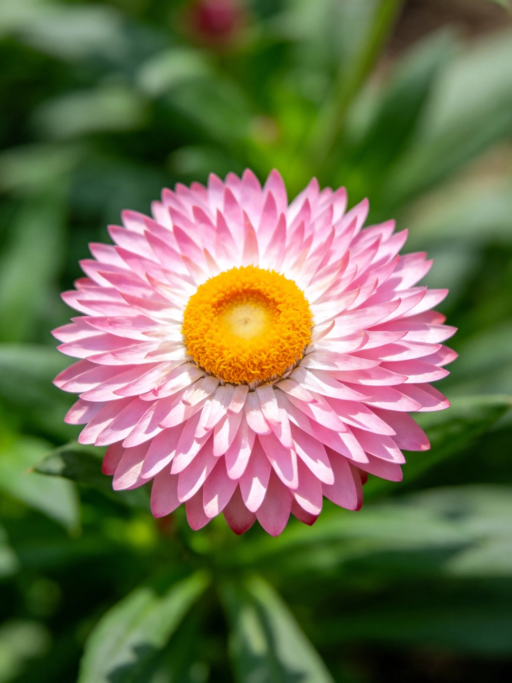 A vibrant pink flower with a bright yellow center surrounded by green foliage