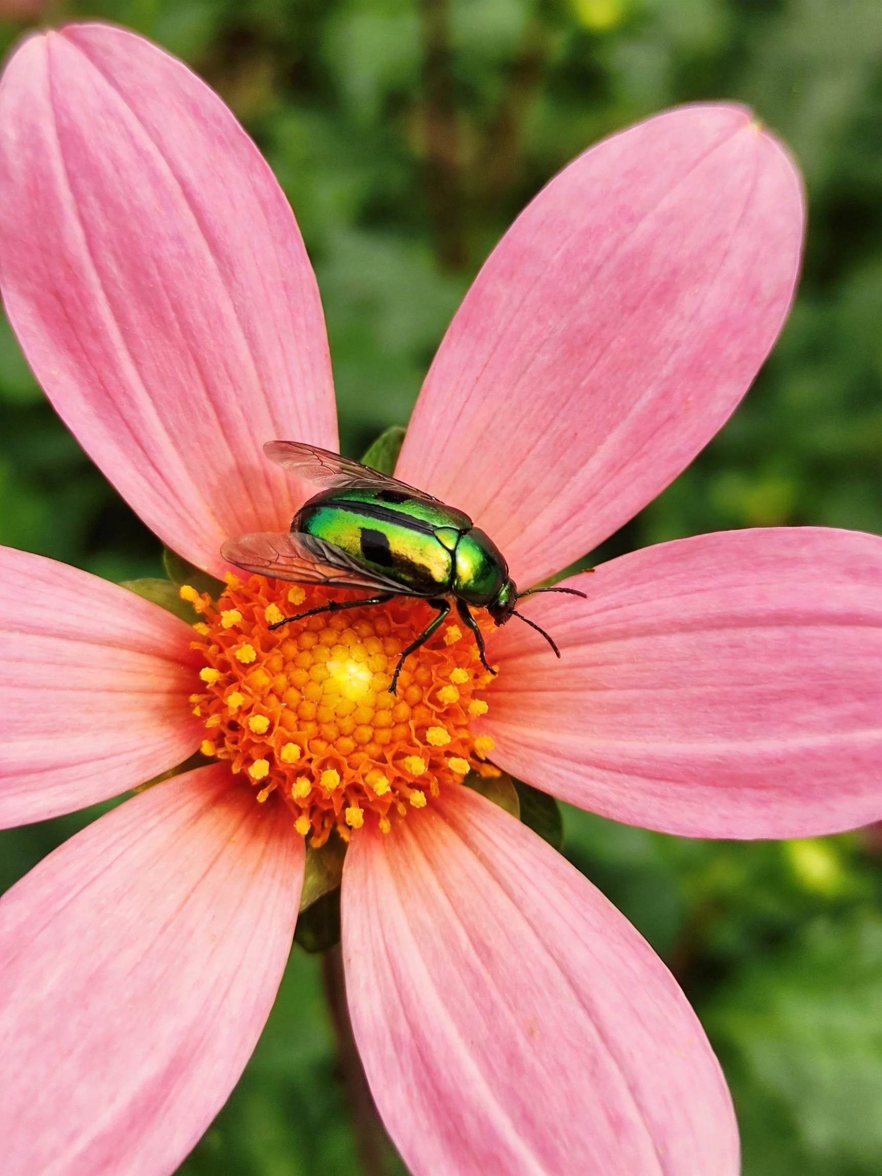 A vibrant pink flower with a metallic green beetle