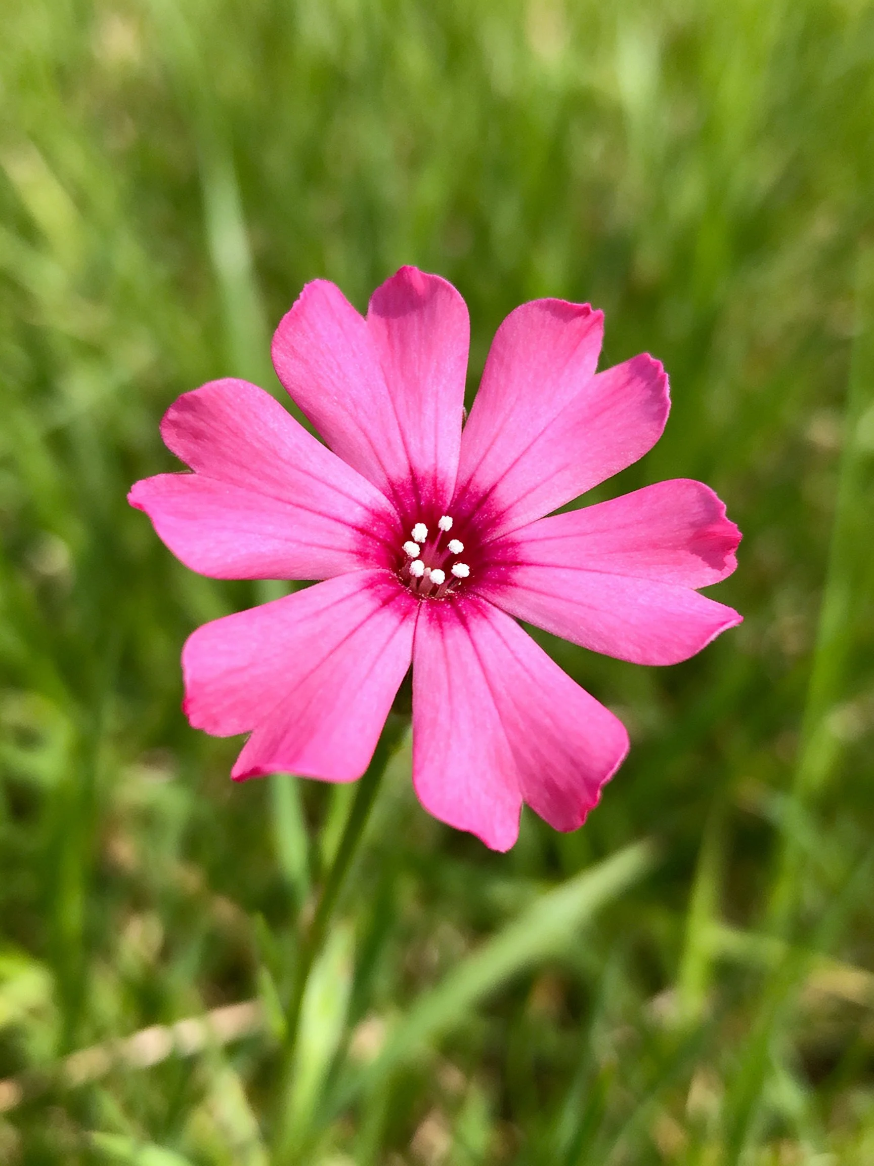 A vibrant pink flower with eight petals surrounded by green grass