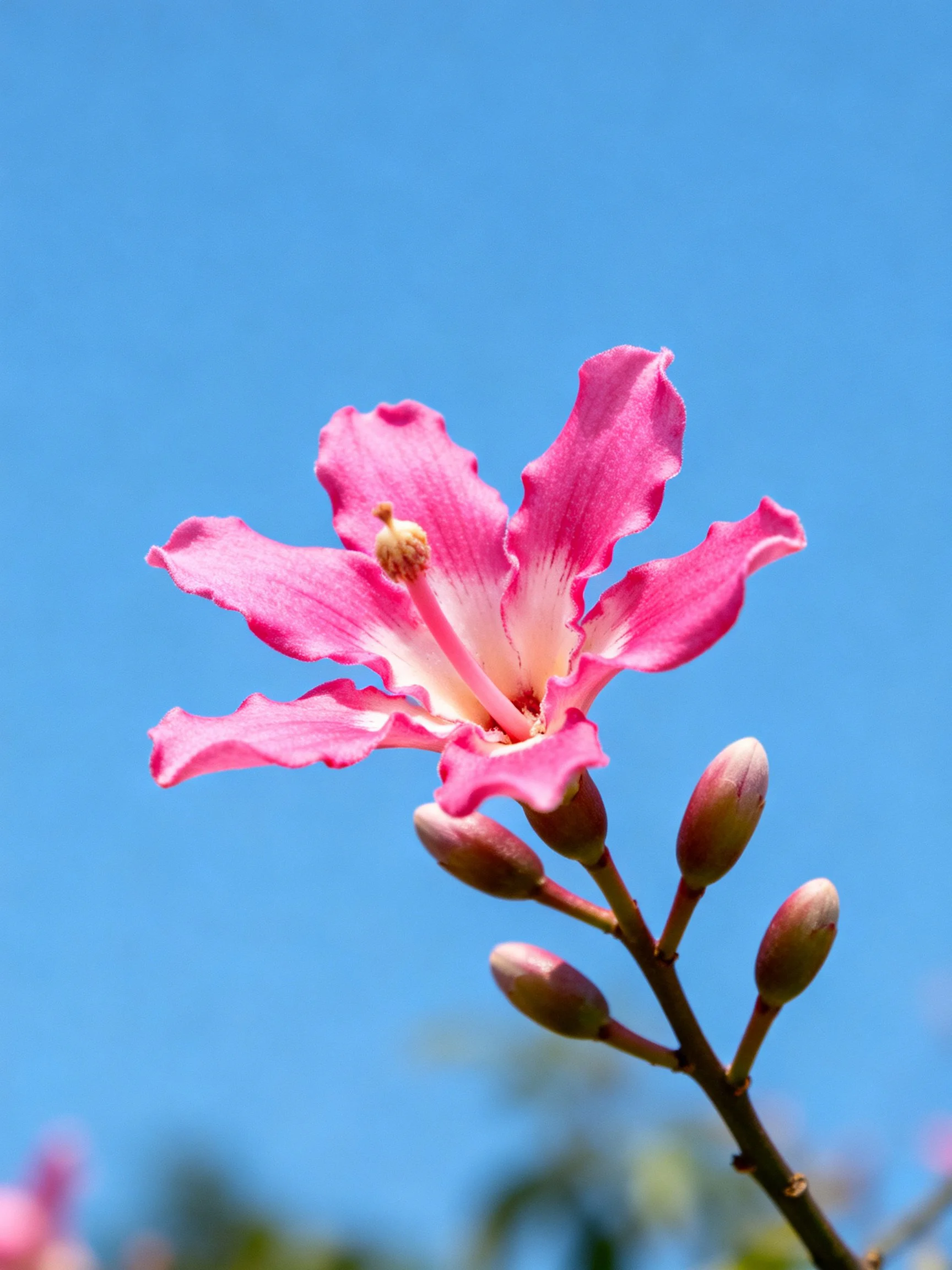 A vibrant pink flower with four unopened buds against a clear blue sky