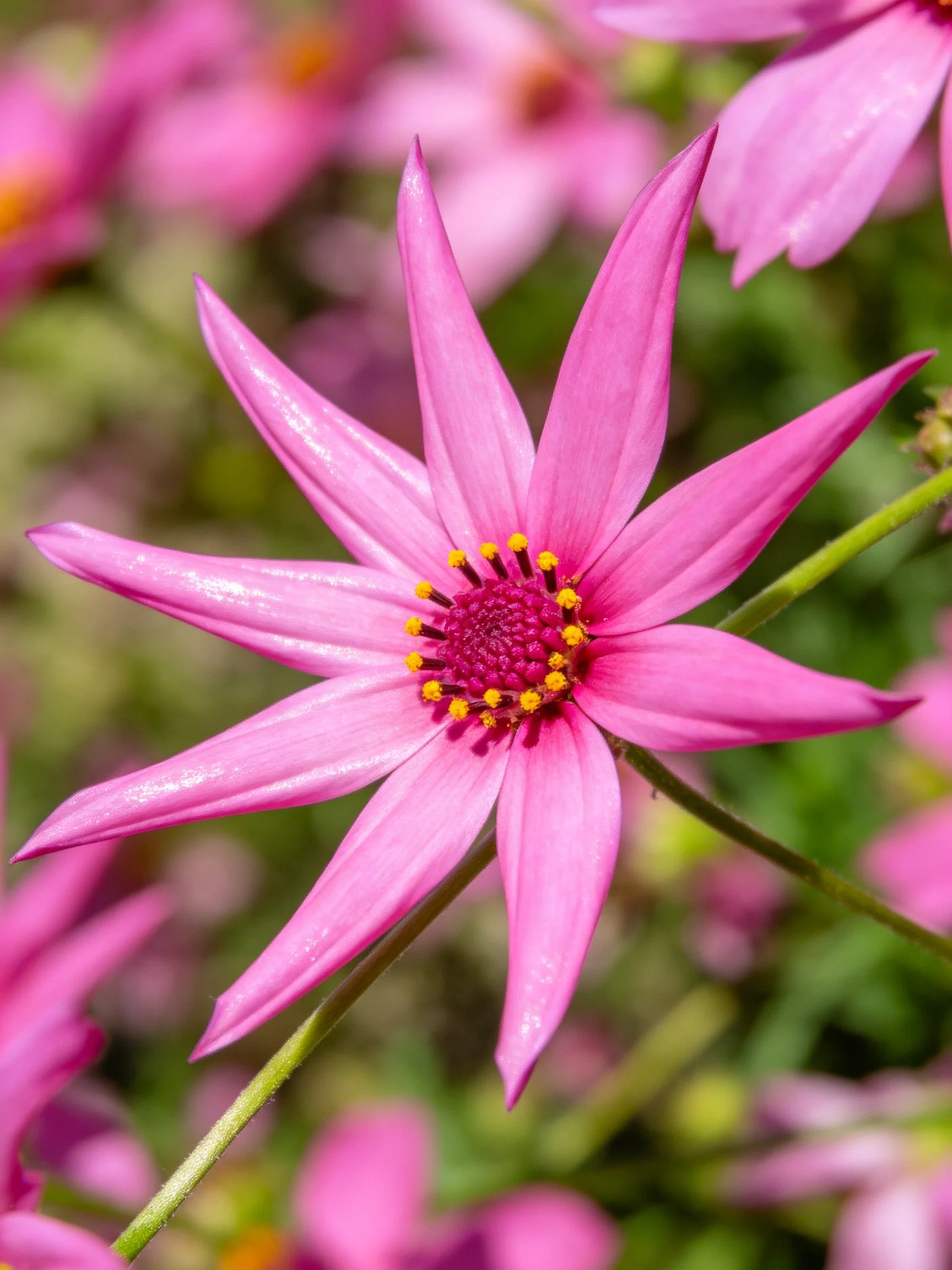 A vibrant pink flower with long pointed petals and a colorful center