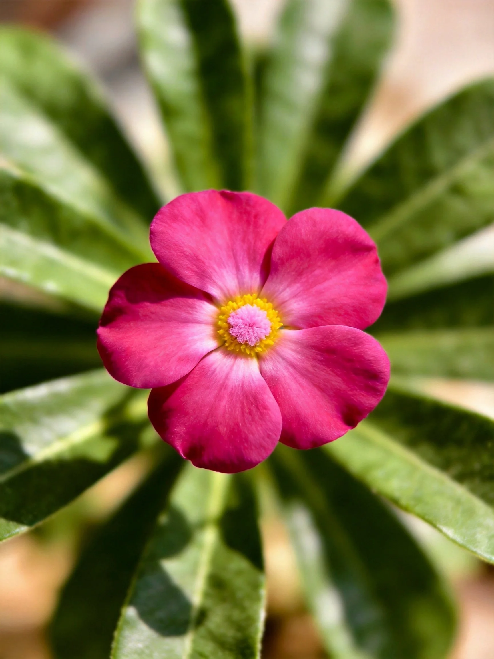 A pink flower with a yellow and pink center is surrounded by green leaves