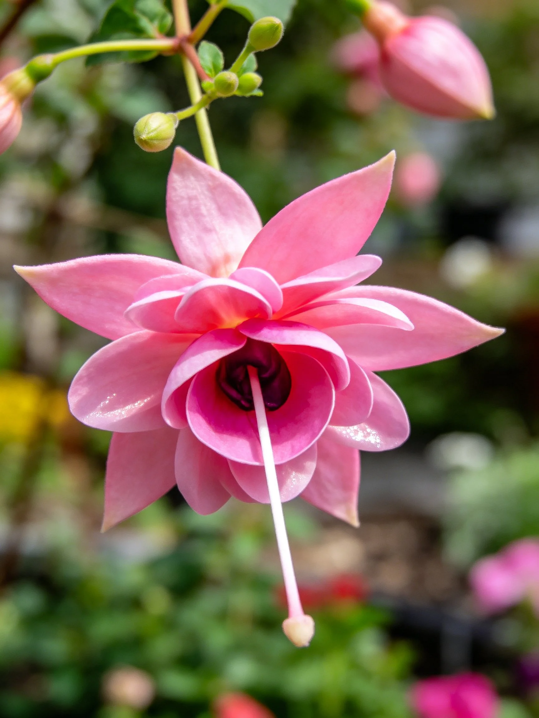 A vibrant pink fuchsia flower with layered petals and budding stems