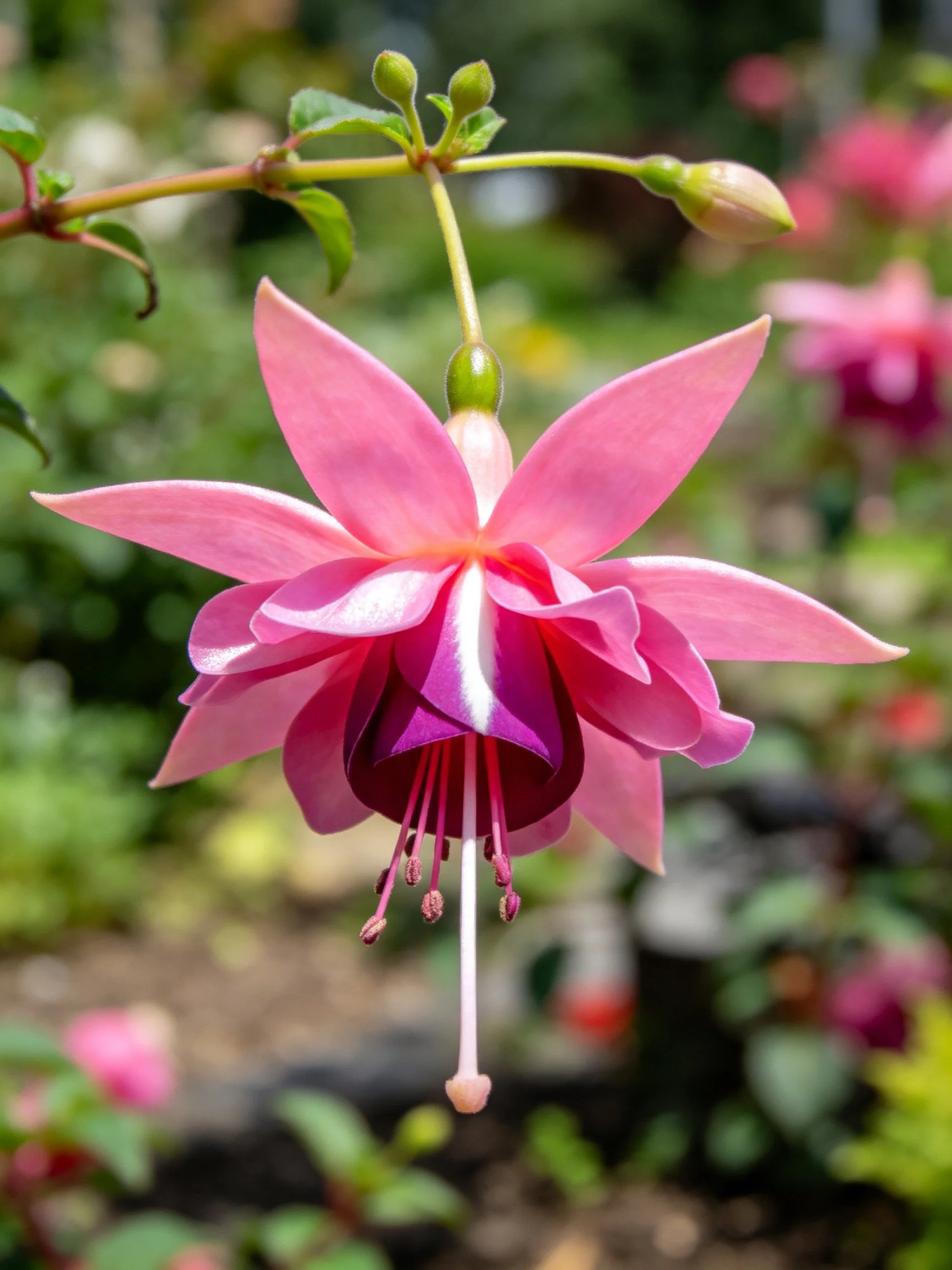 A vibrant pink fuchsia flower with layered petals