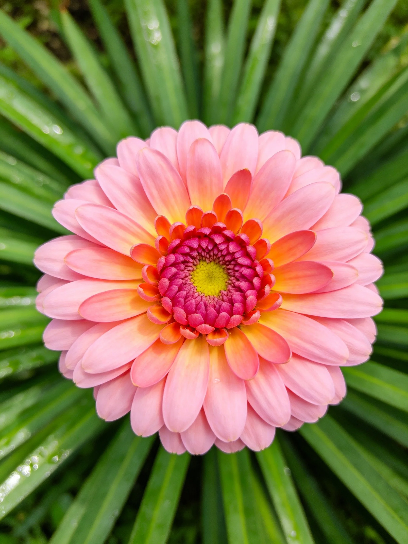 A vibrant pink gerbera flower with orange and yellow center