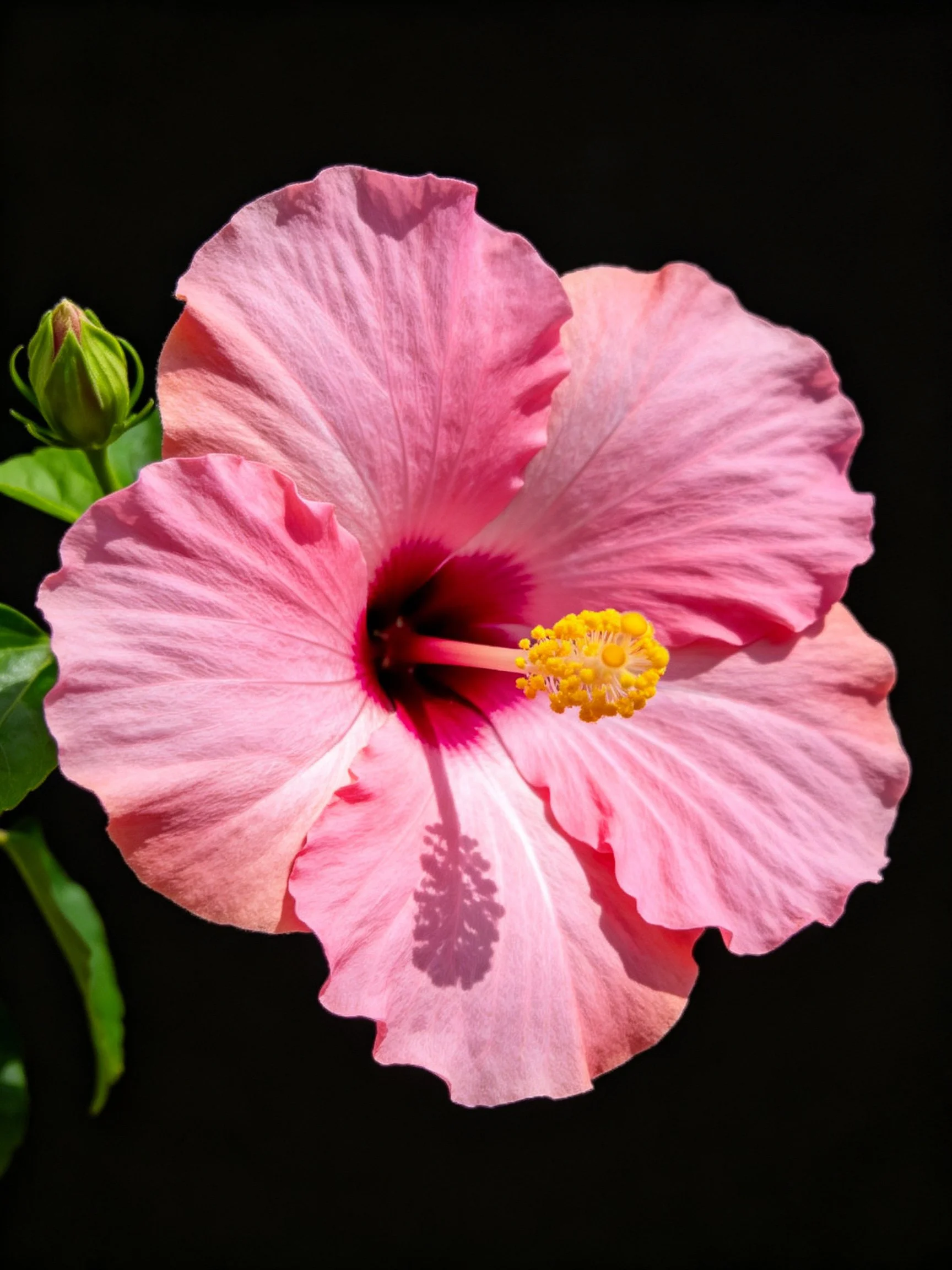A vibrant pink hibiscus flower with a yellow center and green bud