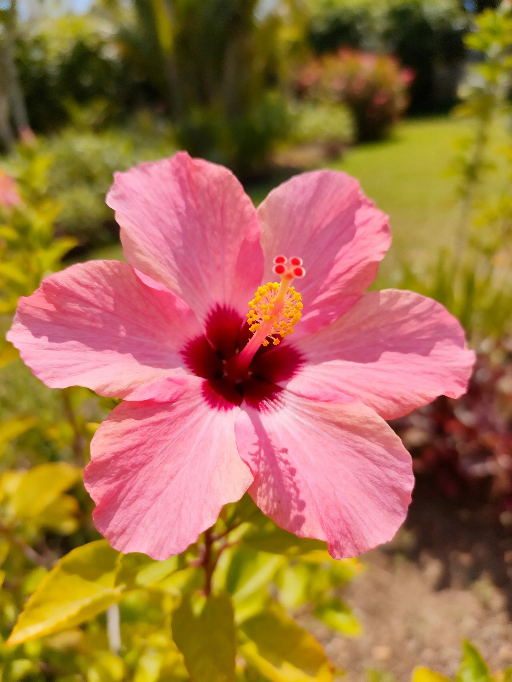 A vibrant pink hibiscus flower with deep maroon center